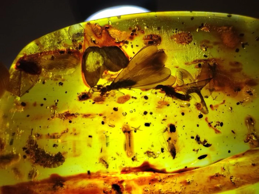 FOSSlL-AMAZING!! Dominican amber- Museum- 53.36 g