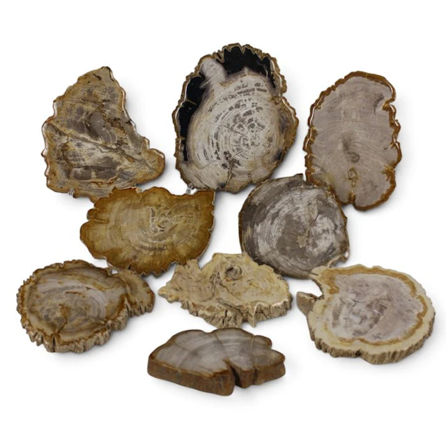 Petrified wood slices - Fossilised wood - Dipterocarpus (No reserve price)