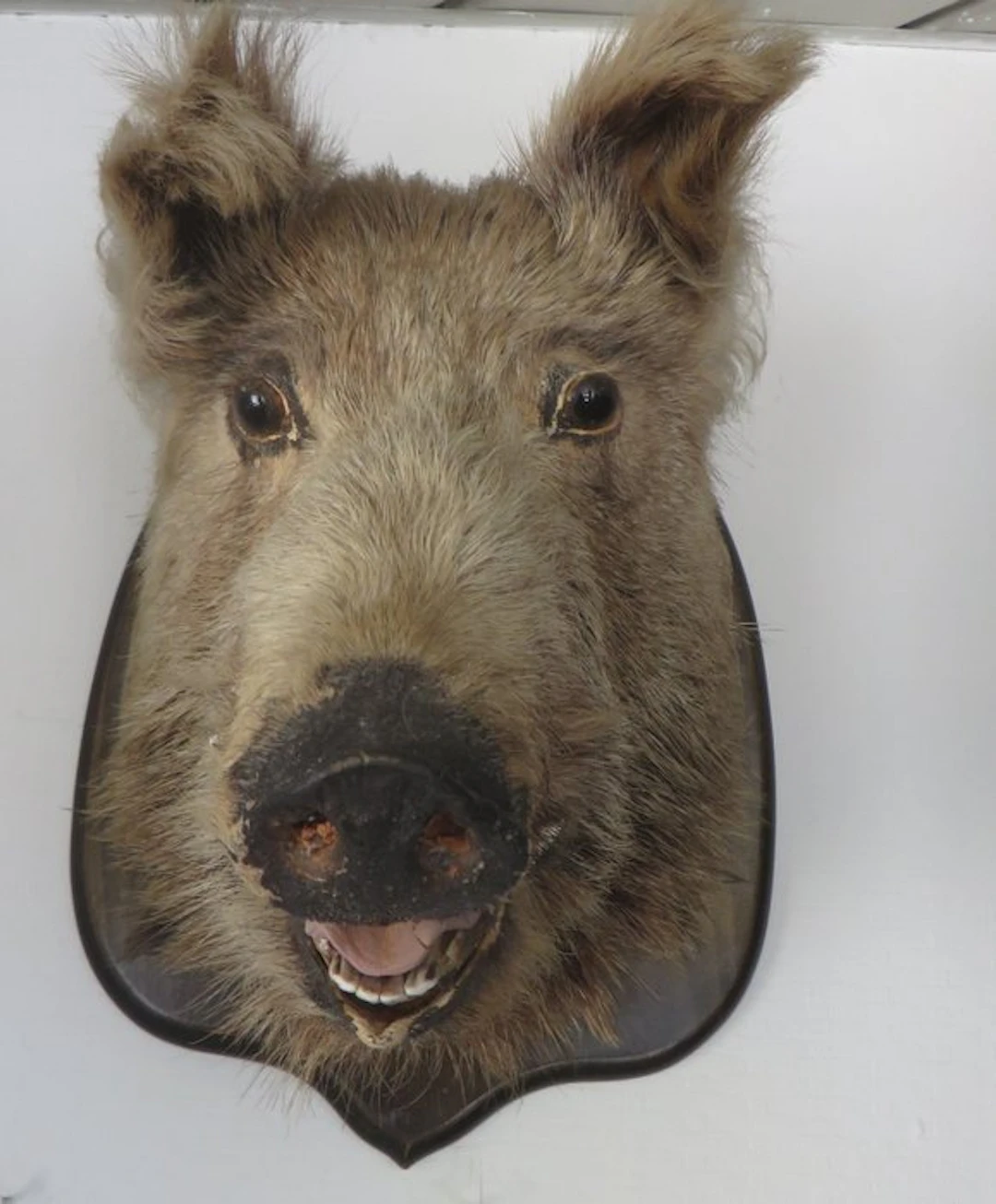 Magnificent mounted wild boar head – on a shield – a...