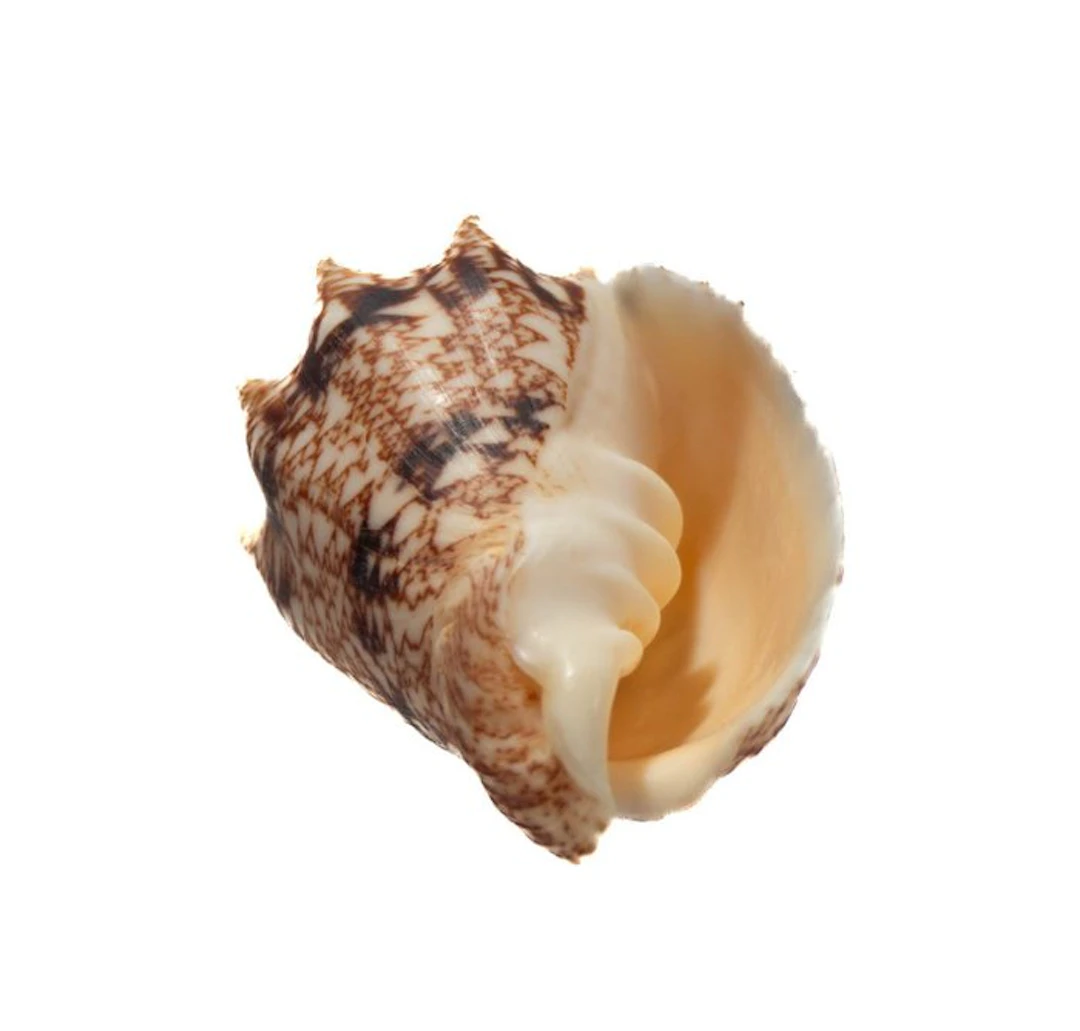 RARE: Cymbiola chrysostoma | 53 mm GEM | Peleng Island...