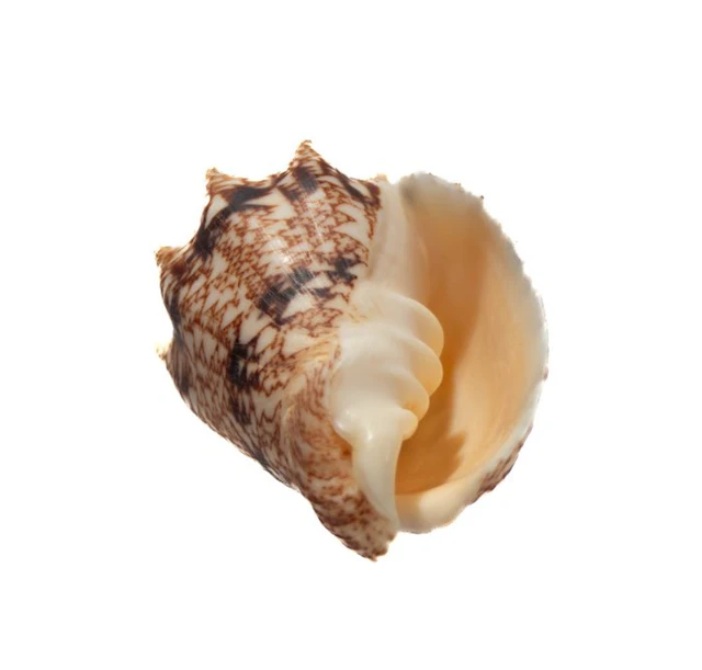 RARE: Cymbiola chrysostoma | 53 mm GEM | Peleng Island...