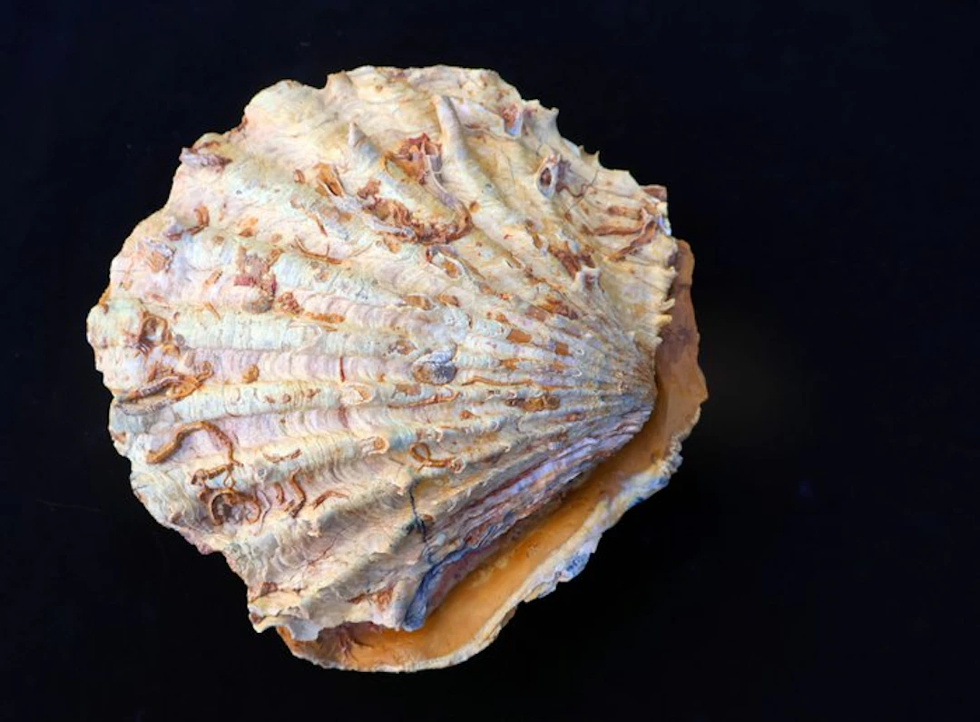 Fossilised shell - Cténostreon - 12 cm - 11 cm