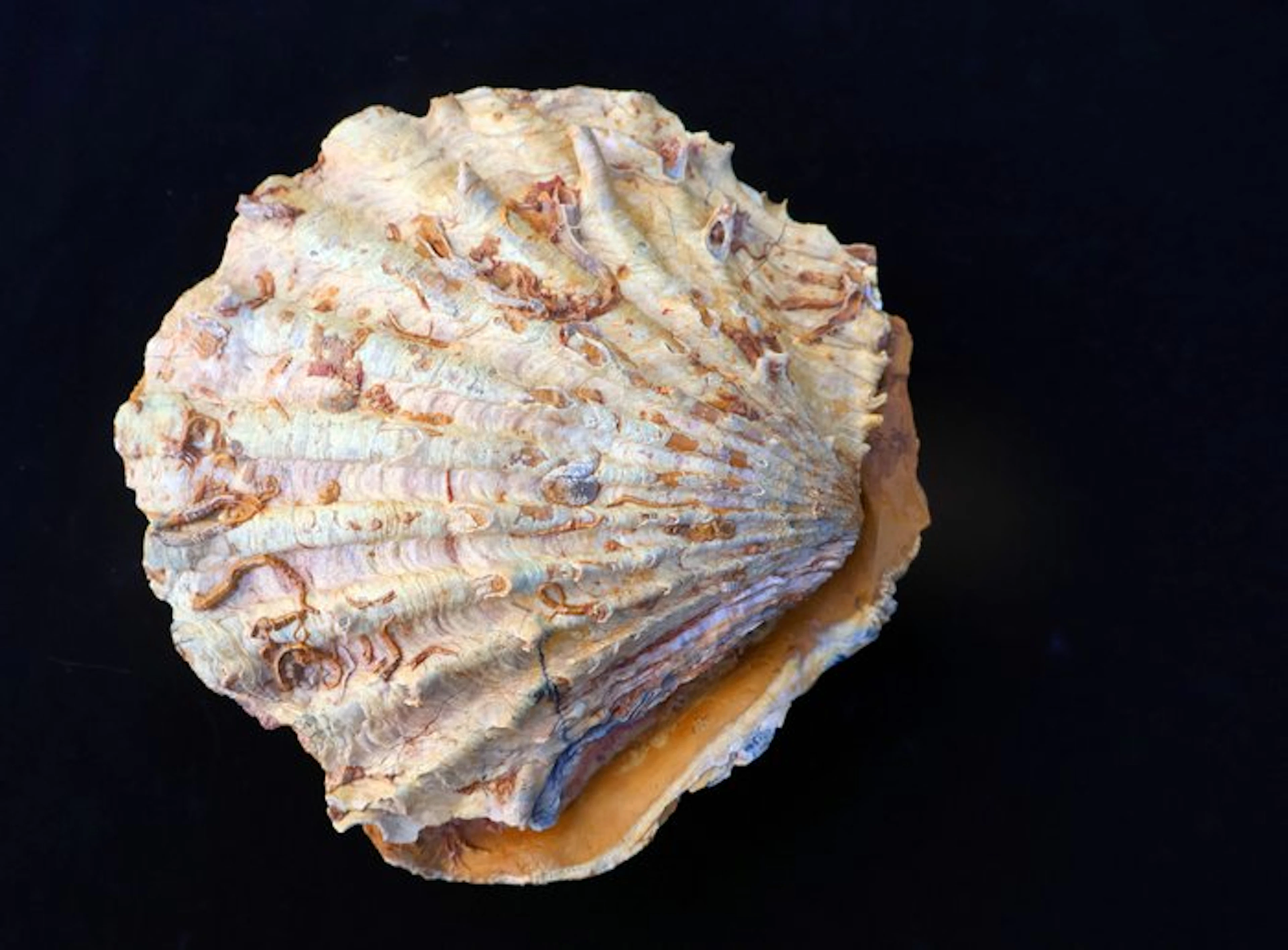Fossilised shell - Cténostreon - 12 cm - 11 cm