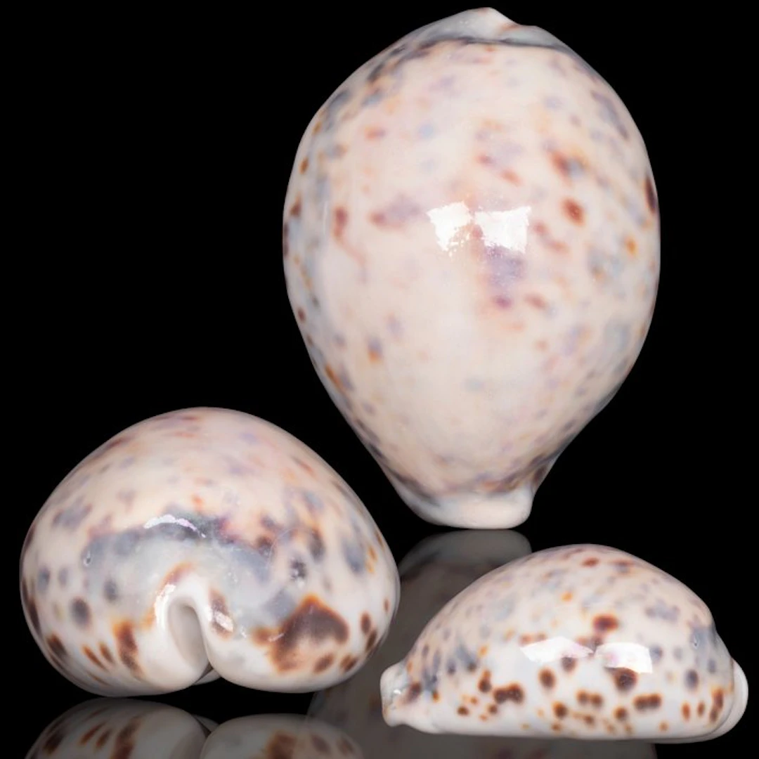 Collectible Shell - Special Coloring Sea shell - Cypraea...