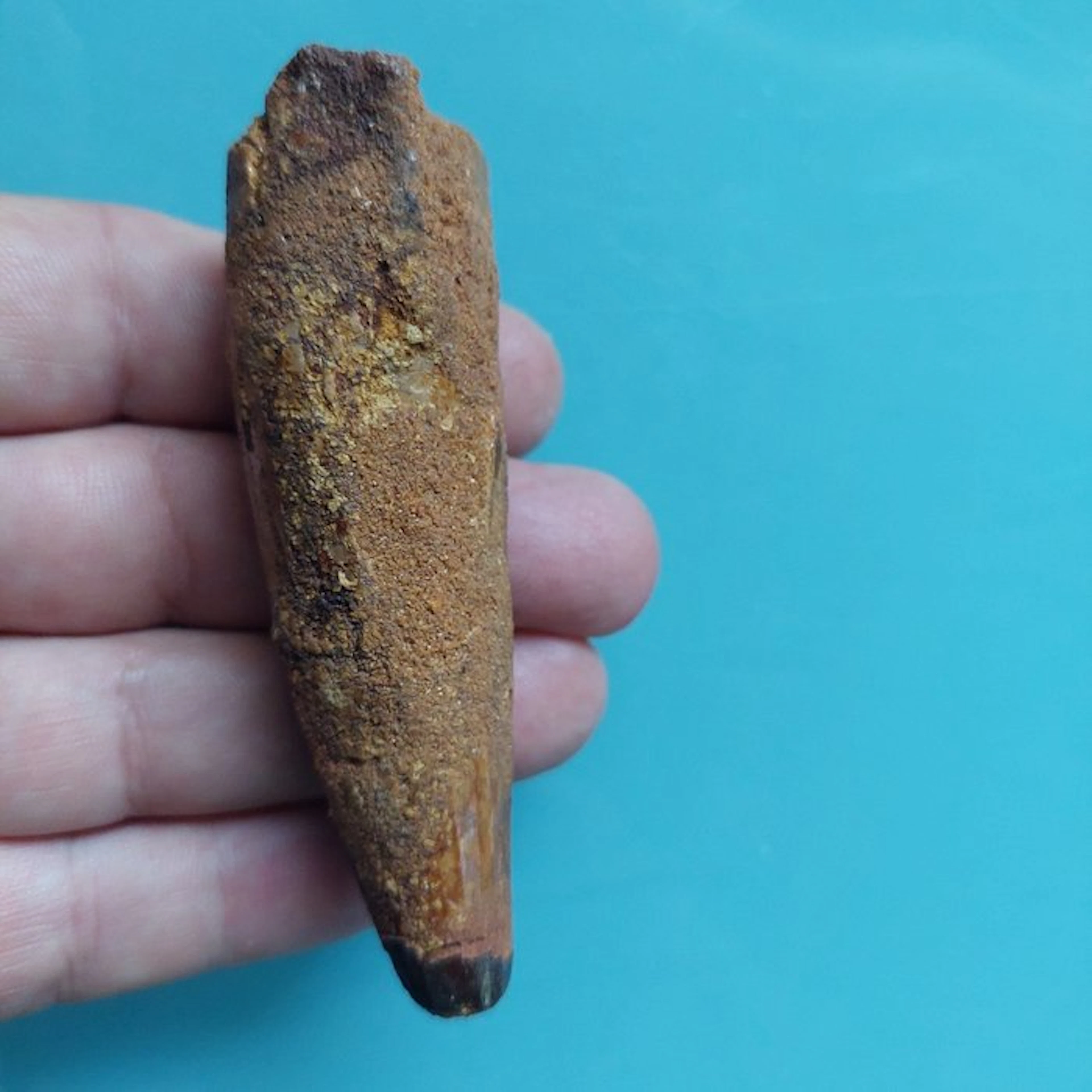Spinosaur - Fossil tooth - 90 mm - 25 mm (No reserve price)