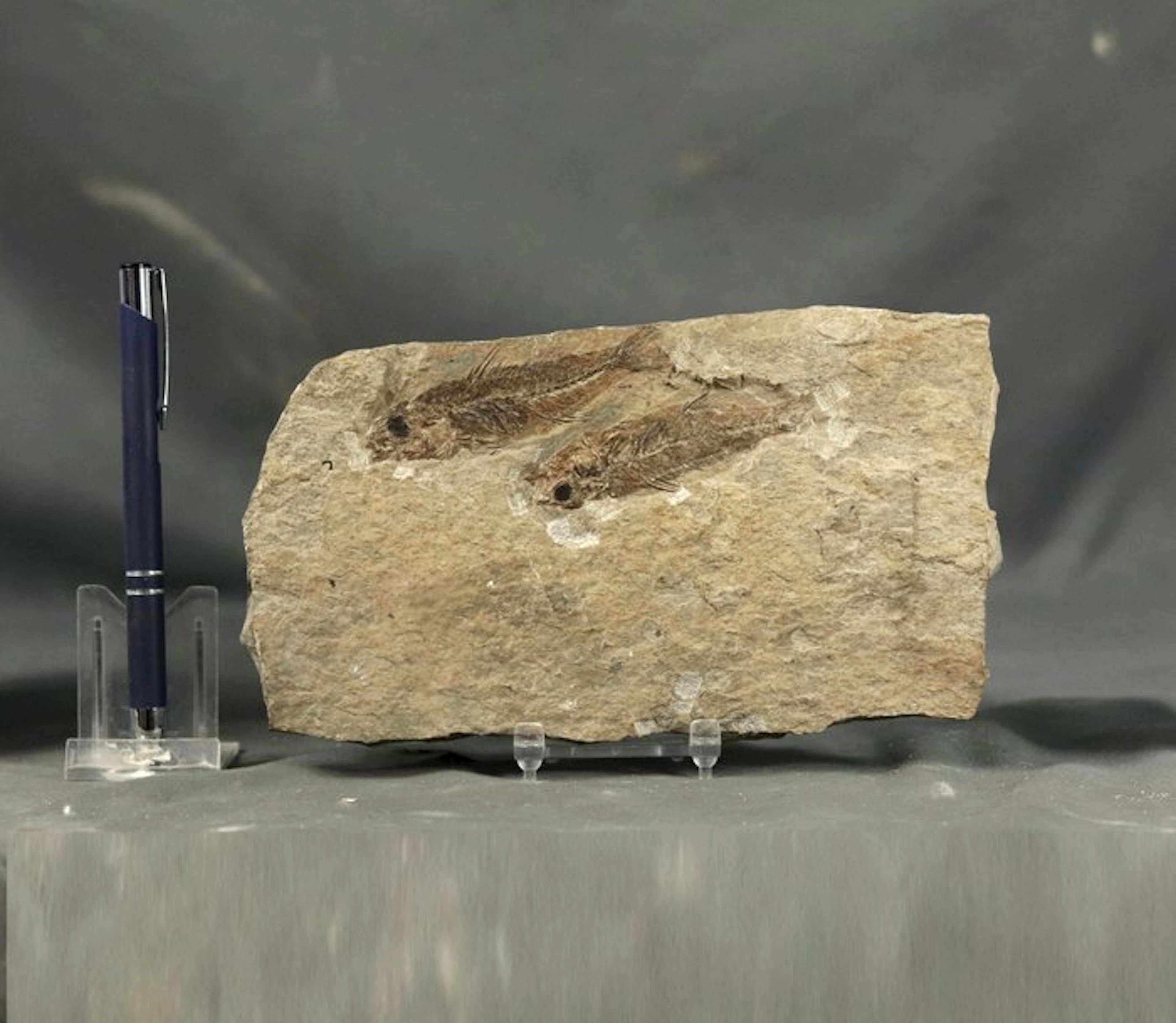 Multiple : Fine and very detailed fossil fish...