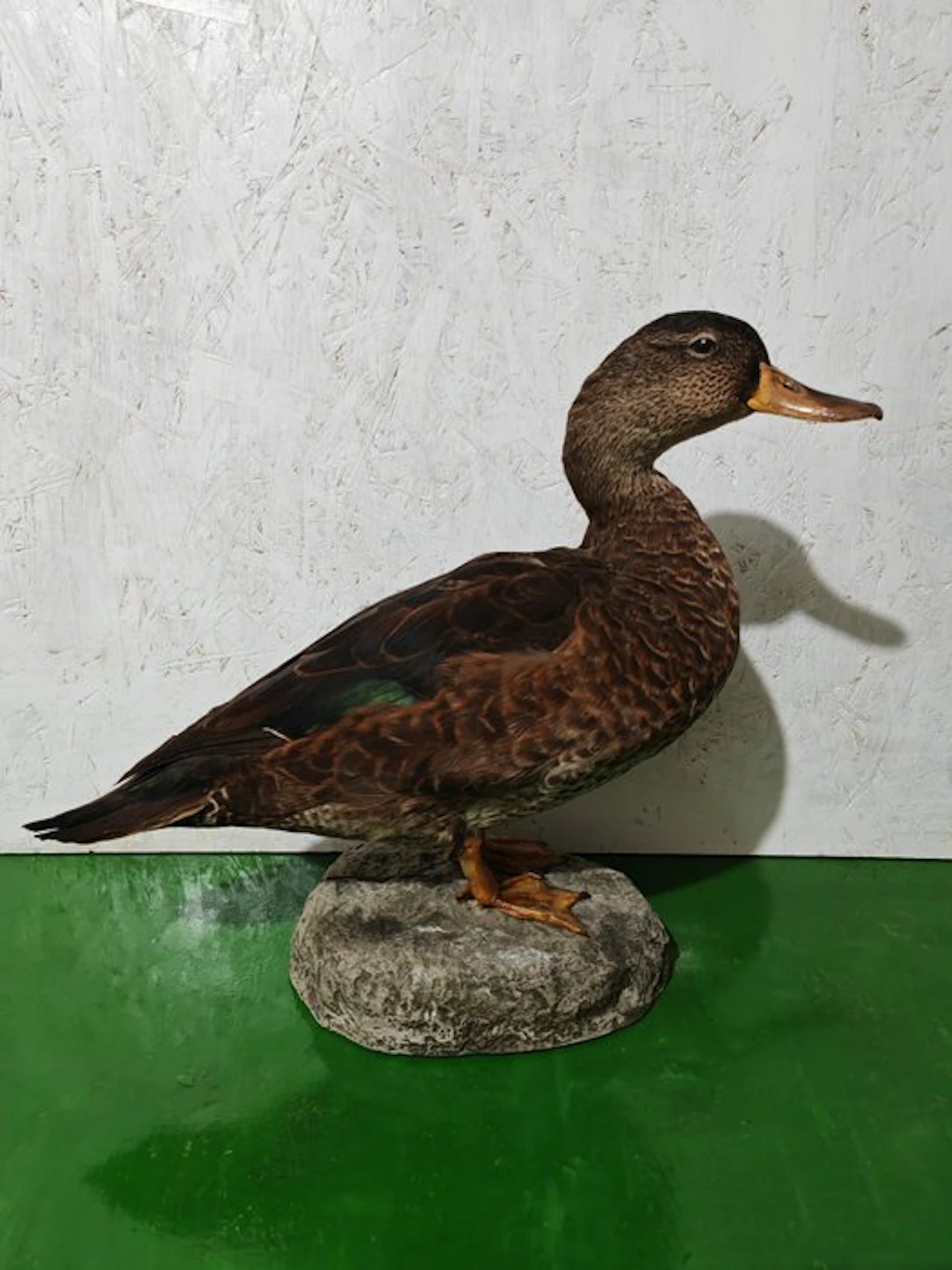 American black duck Taxidermy full body mount - Anas...