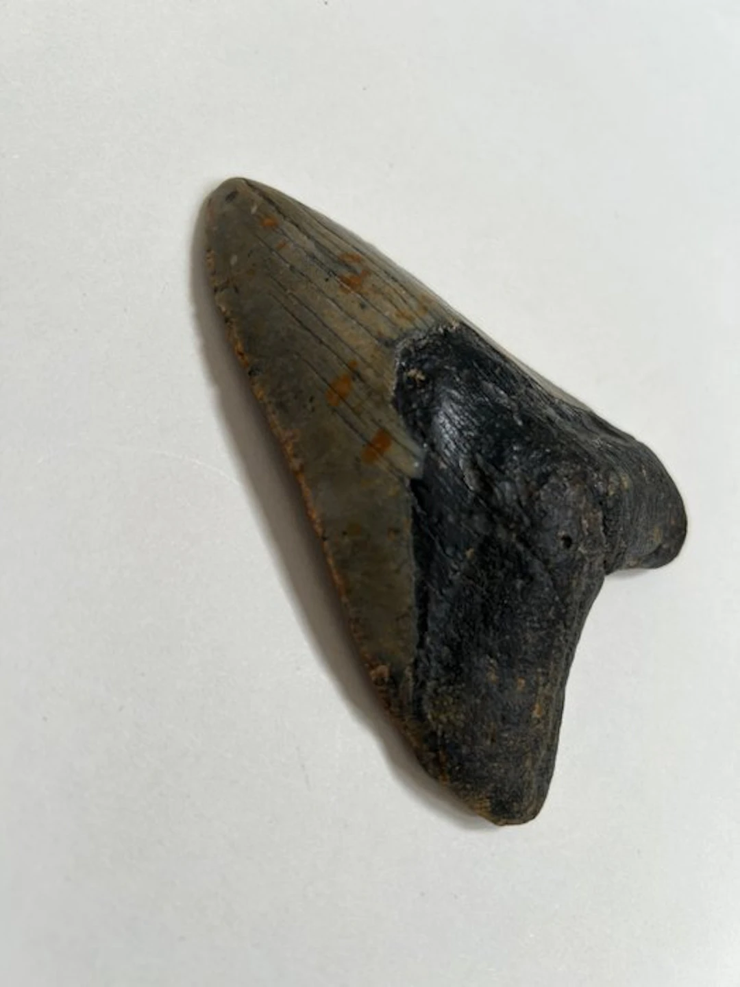 Megalodon - Fossil tooth - 119 mm - 83 mm