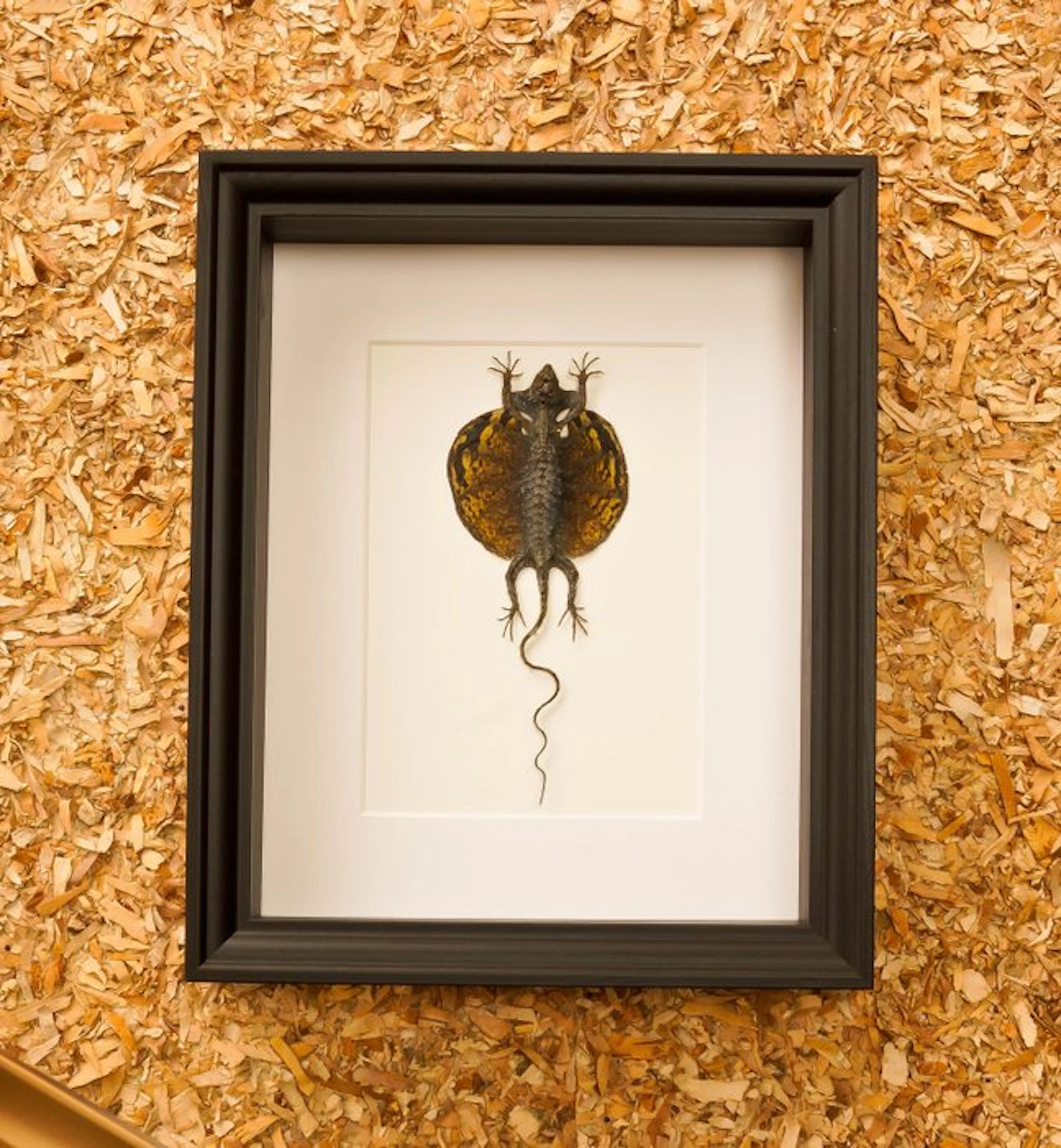 little dragon Taxidermy full body mount - Drago volans...