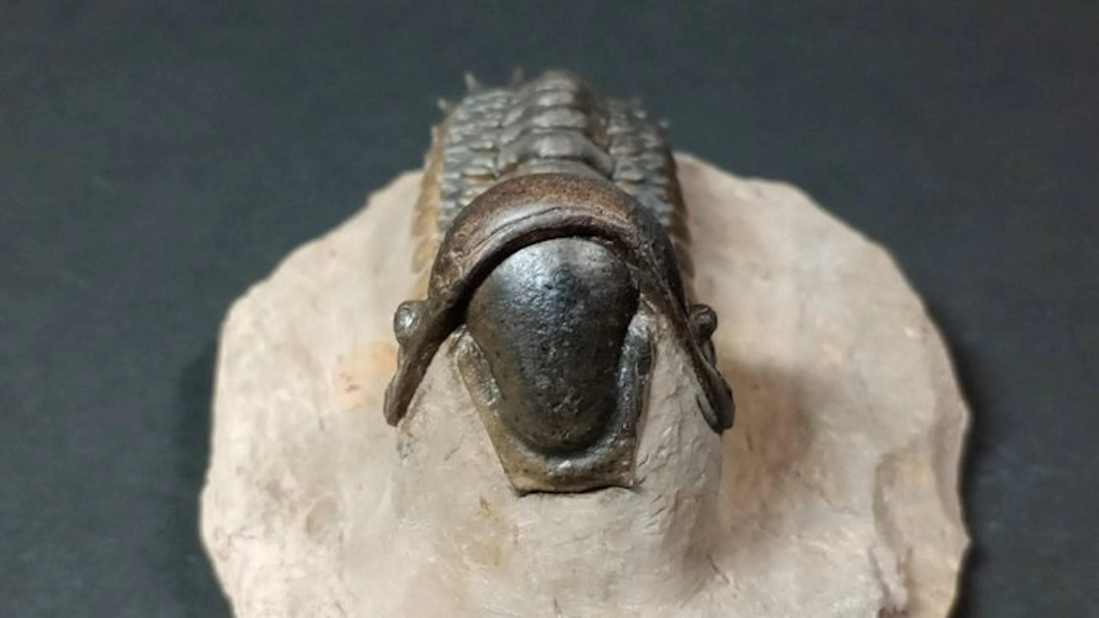 Trilobite - Fossil carapace - Crotalocephalus Gibbus