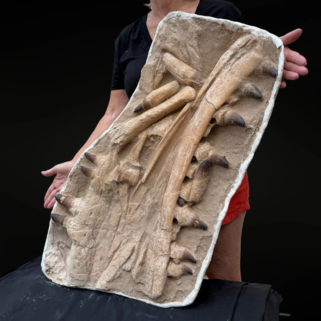 Spectacular Mosasaur Jaw Curry Prognathodon – Authentic...