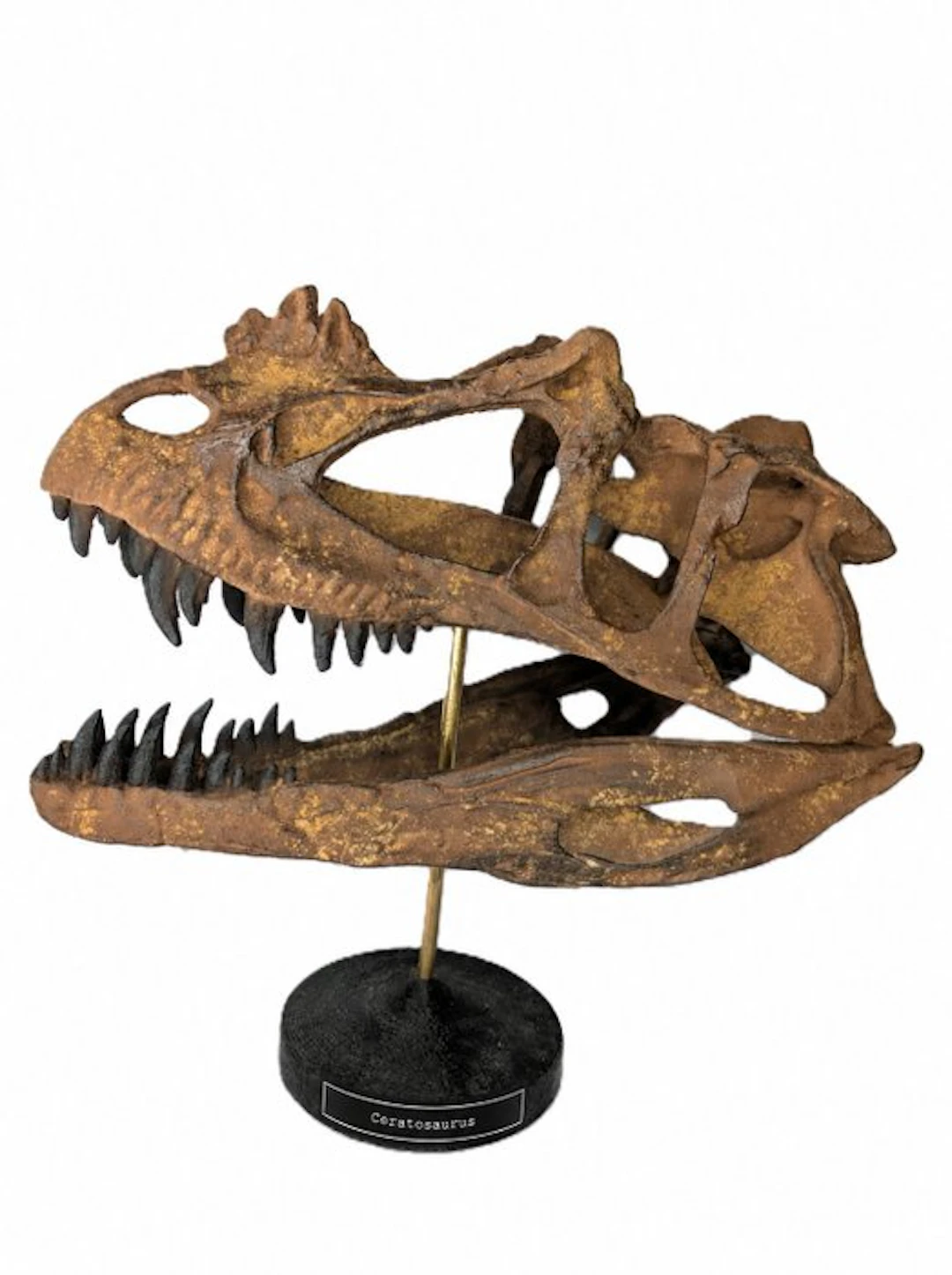 Fossil skull - Ceratosaurus - Museum-Grade Replica - 30 cm - 30 cm