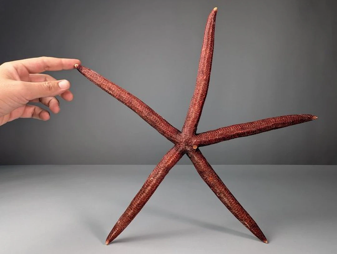 Extra Large Red Sea Star Taxidermy full body mount - Linckia sp
