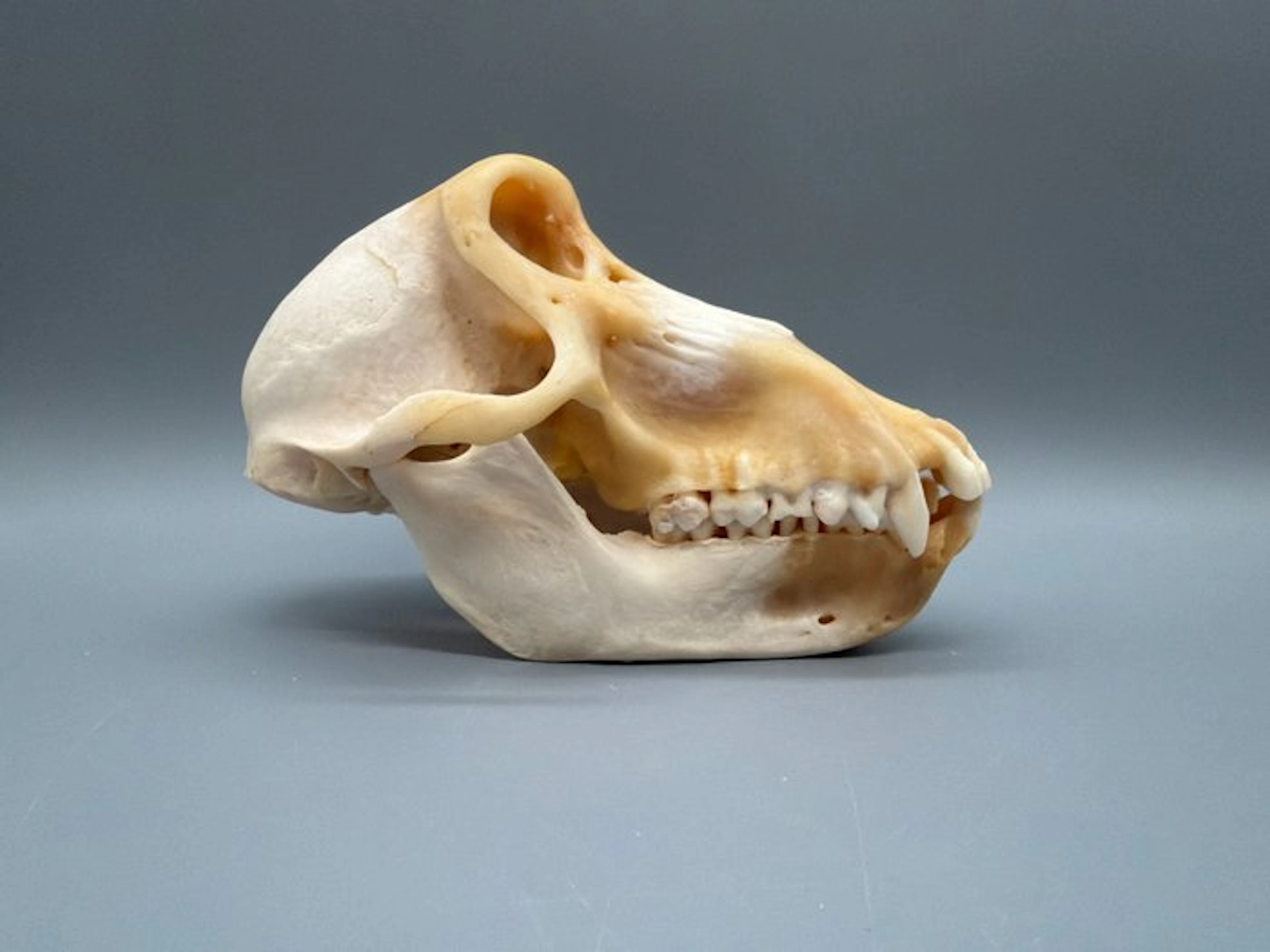 Monkey Skull - Papio Ursinus - 11 cm - 11 cm - 18 cm...