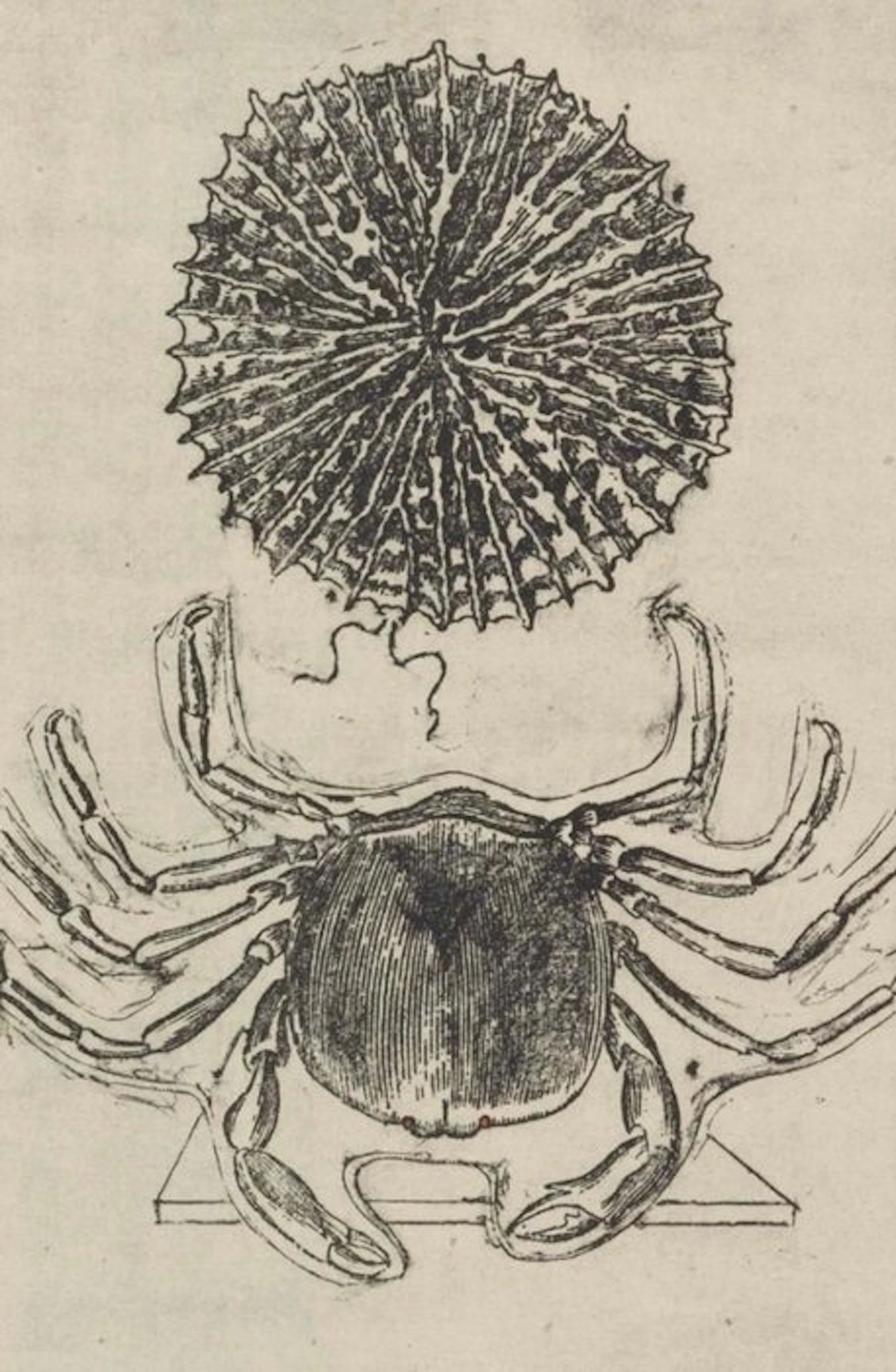 Max Ernst (1891-1976) - Histoire Naturelle