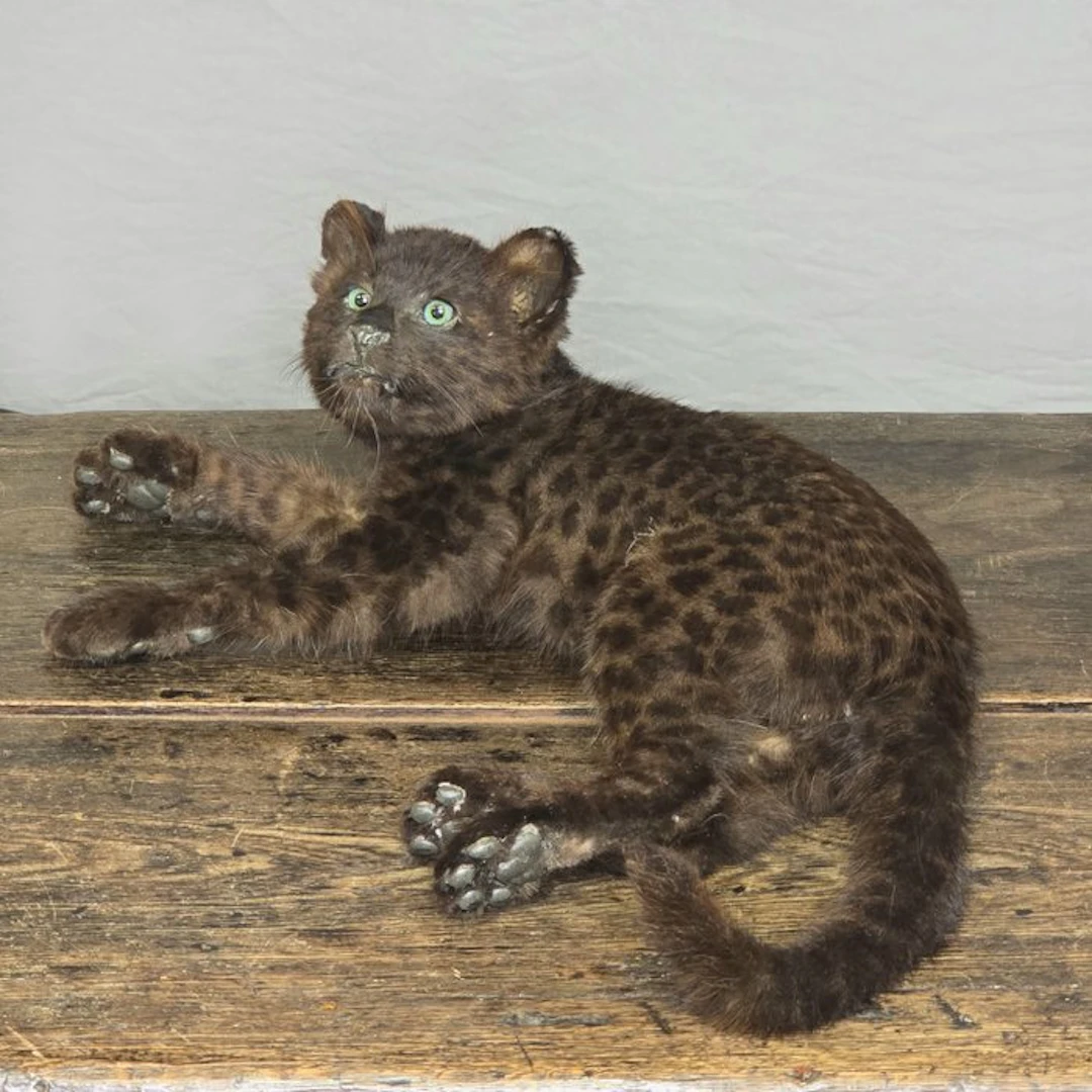 Juvenile Black Panther Taxidermy full body mount...