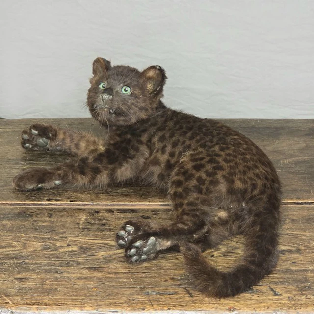 Juvenile Black Panther Taxidermy full body mount...