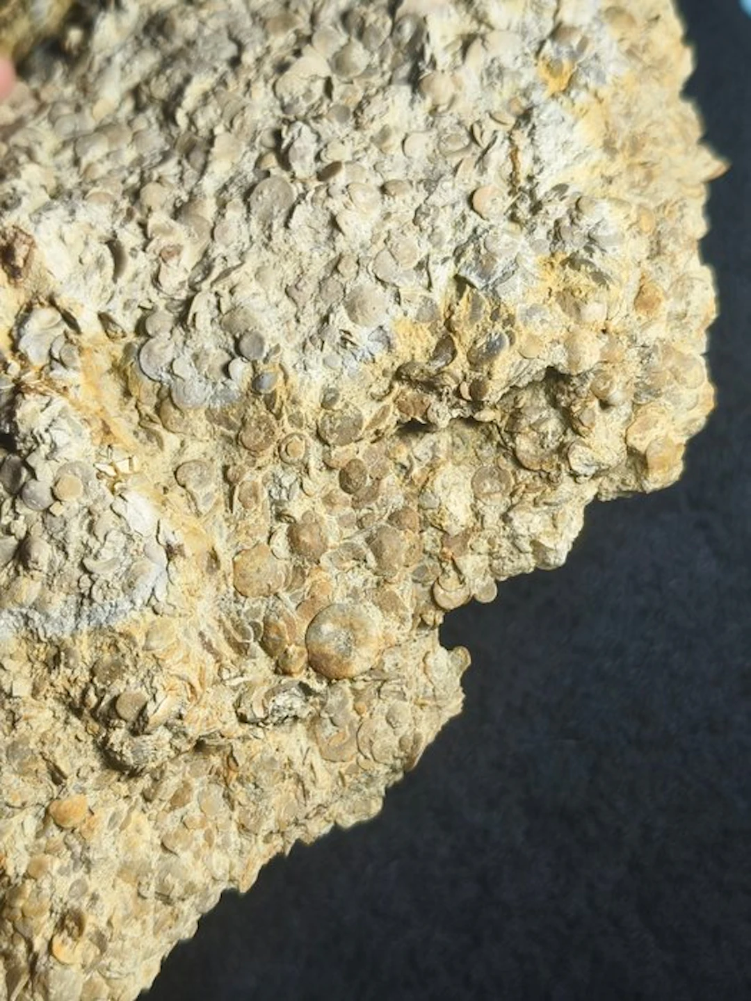 Limestone with orbitolinids - Aptian - Aliaga (Teruel)...