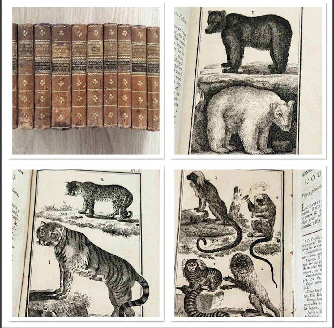 Buffon - Histoire Naturelle, Générale et Particulière [Quadrupèdes] - 1786