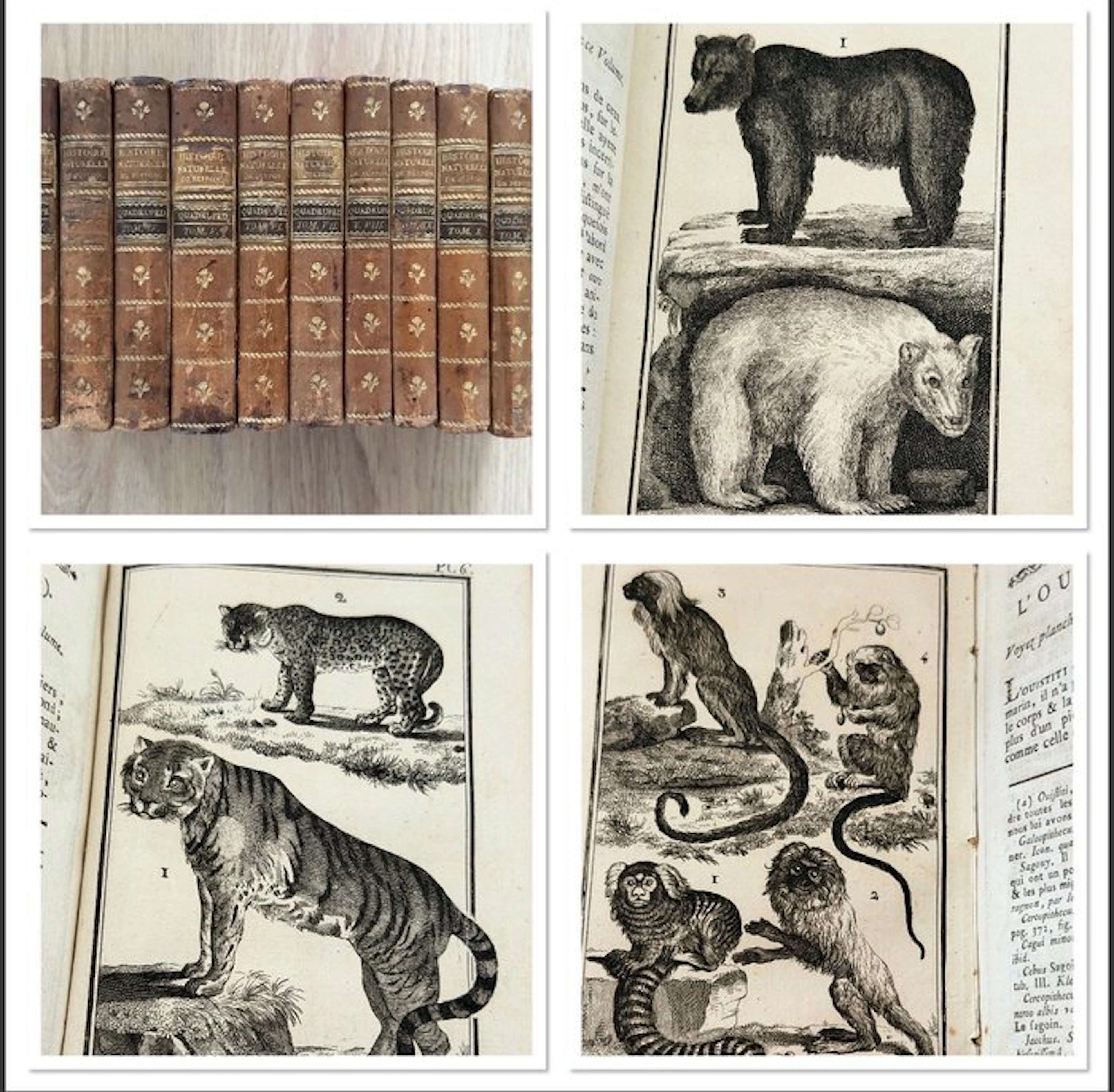 Buffon - Histoire Naturelle, Générale et Particulière [Quadrupèdes] - 1786
