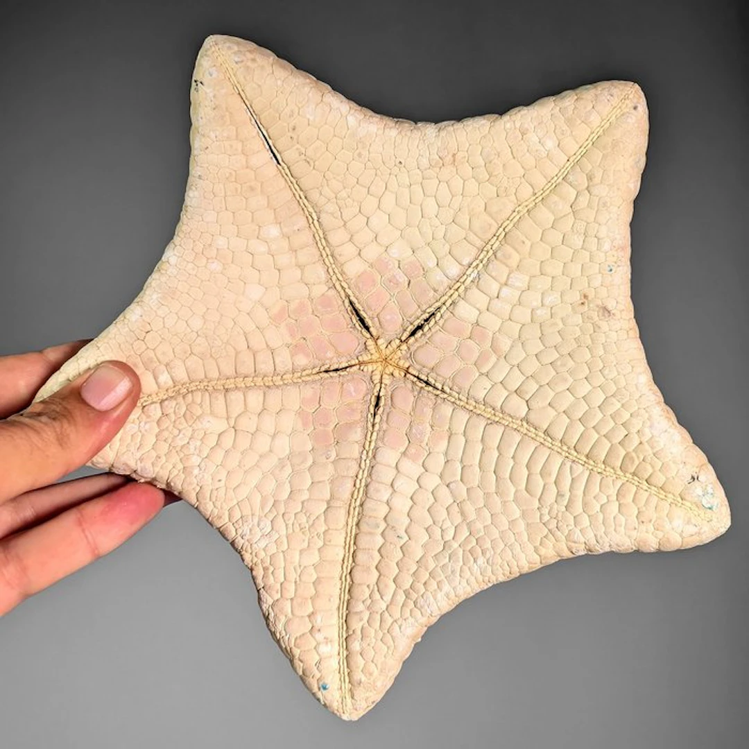 Dry-preserved Cushion Starfish on metal base Taxidermy...