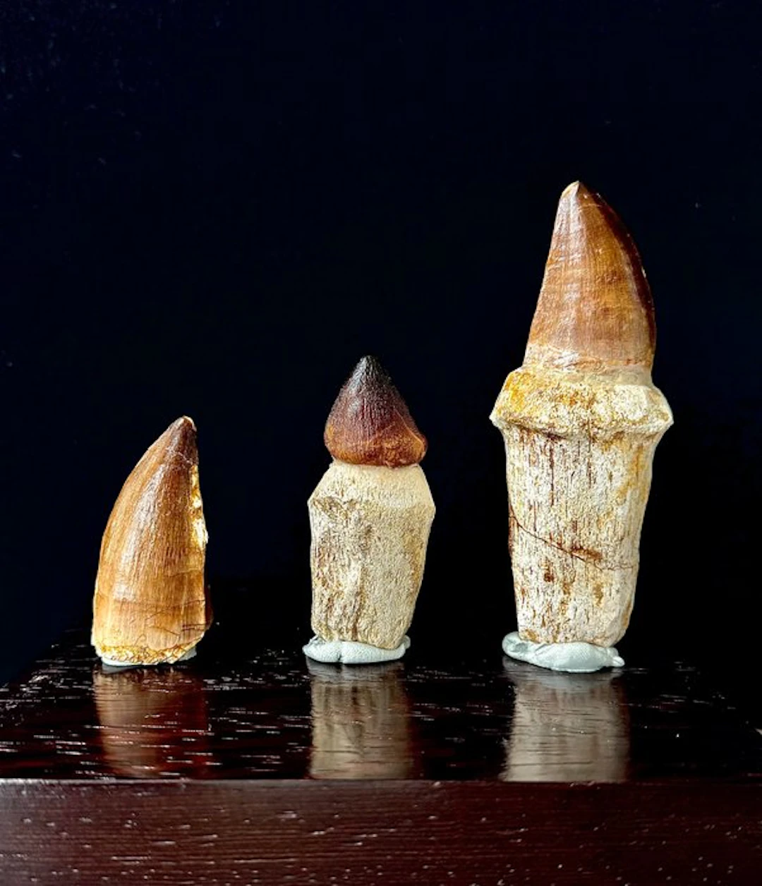 Fossil teeth - Mosasaurus sp. / Carcharodontosaurus - 115 mm - 75 mm