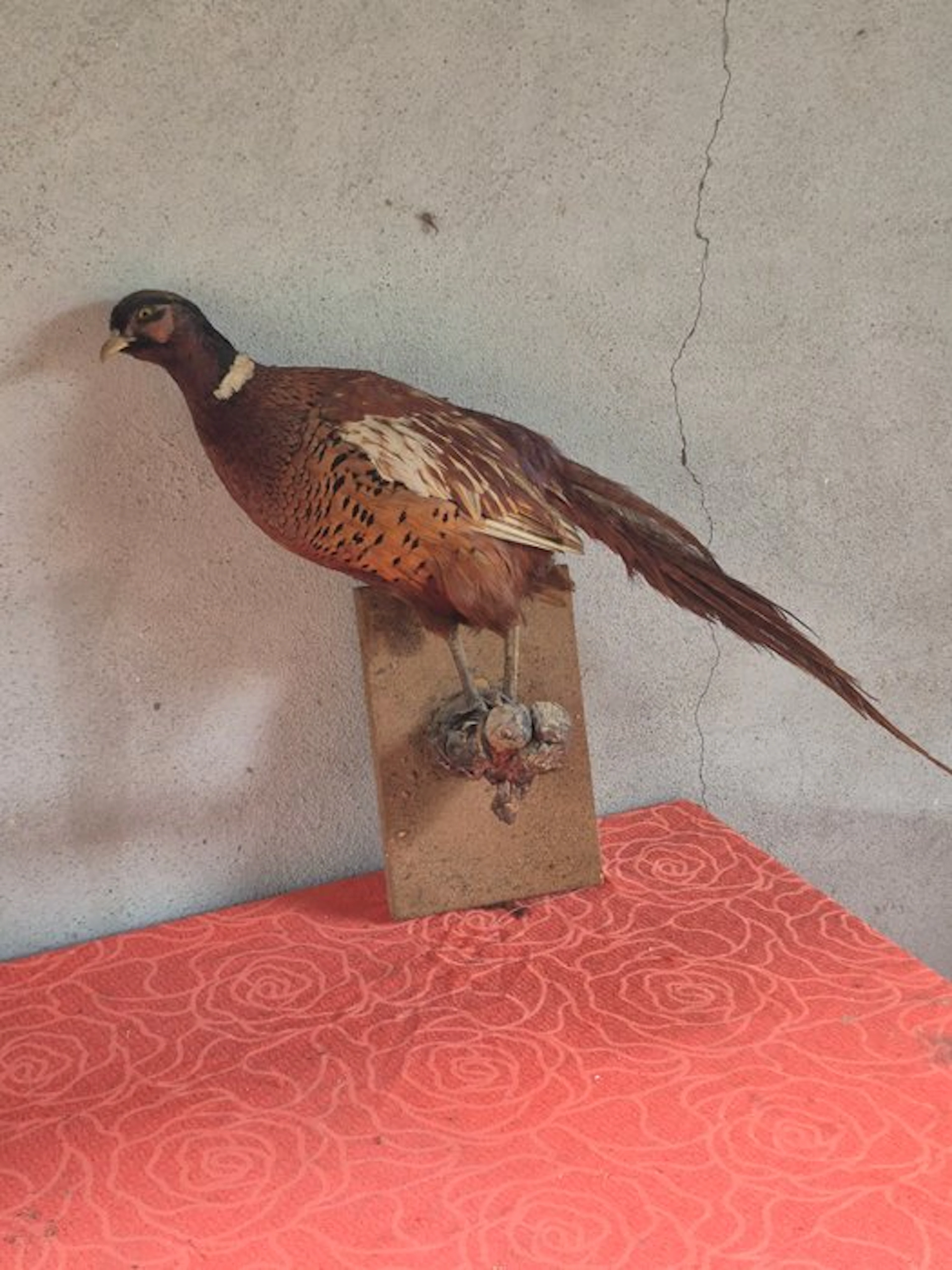 Colchian pheasant Taxidermy wall mount - Phasianus...