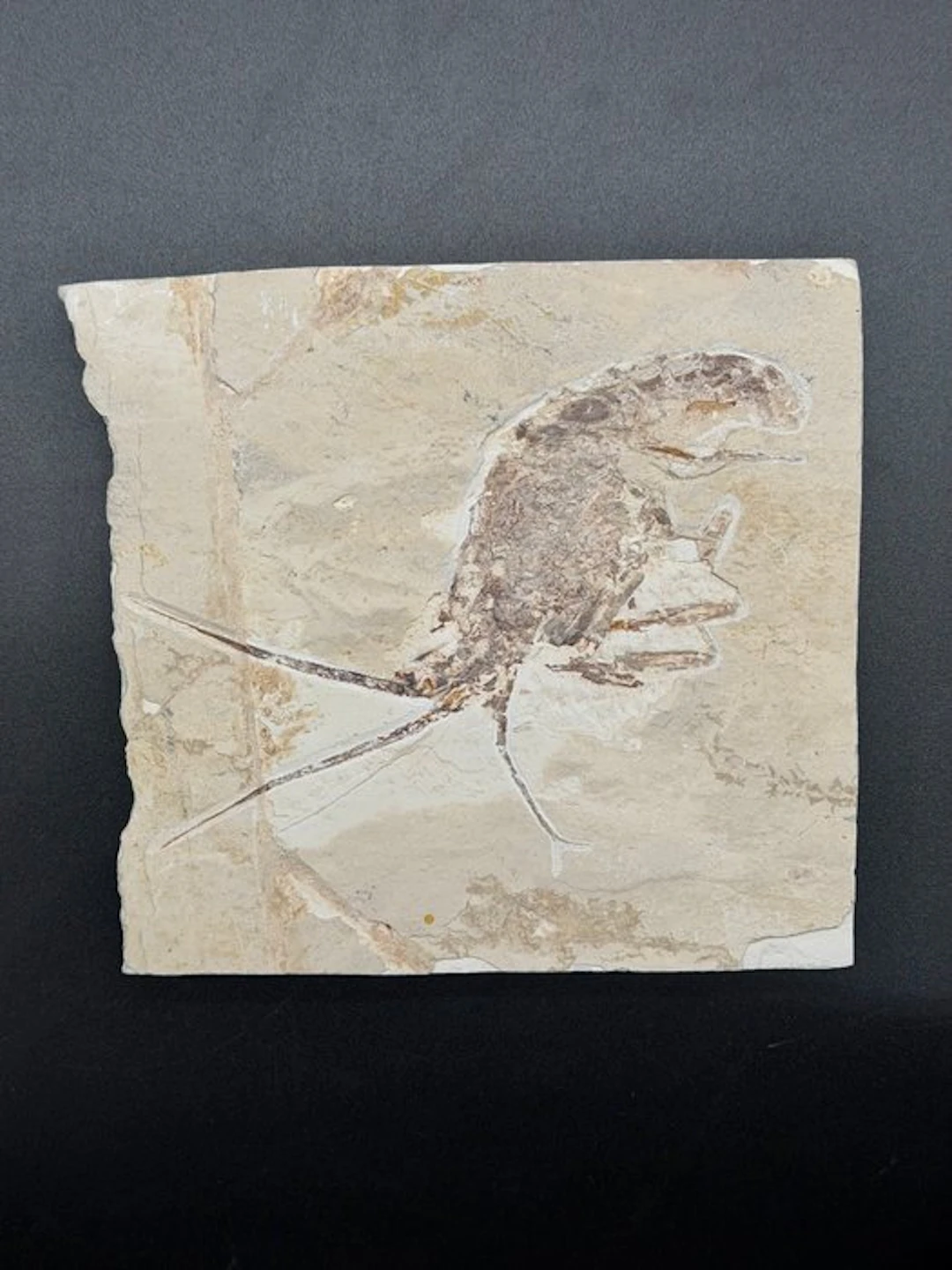 Fossil - Fossilised articulated skeleton - Palinurus - 17 cm - 18 cm