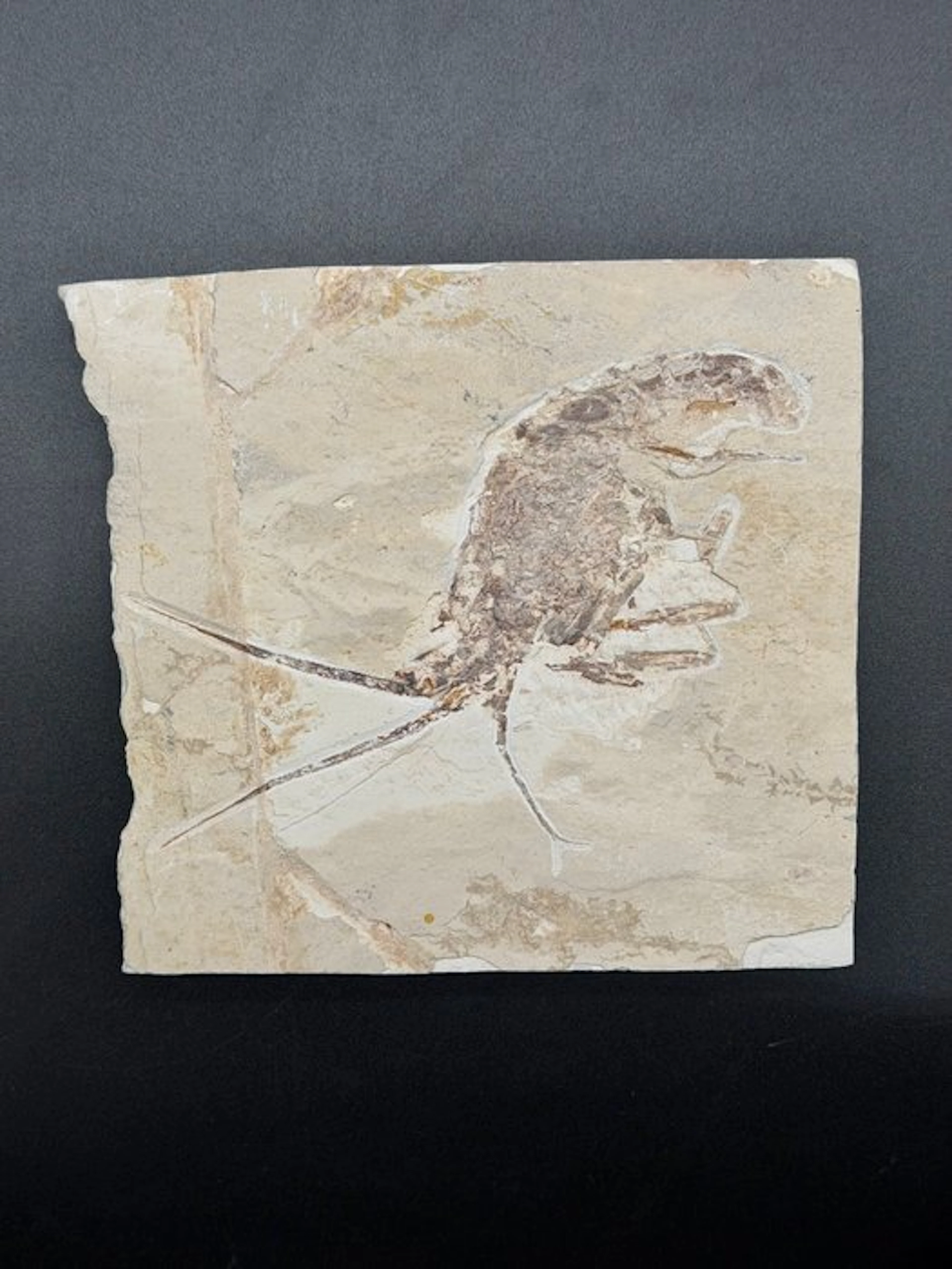 Fossil - Fossilised articulated skeleton - Palinurus - 17 cm - 18 cm