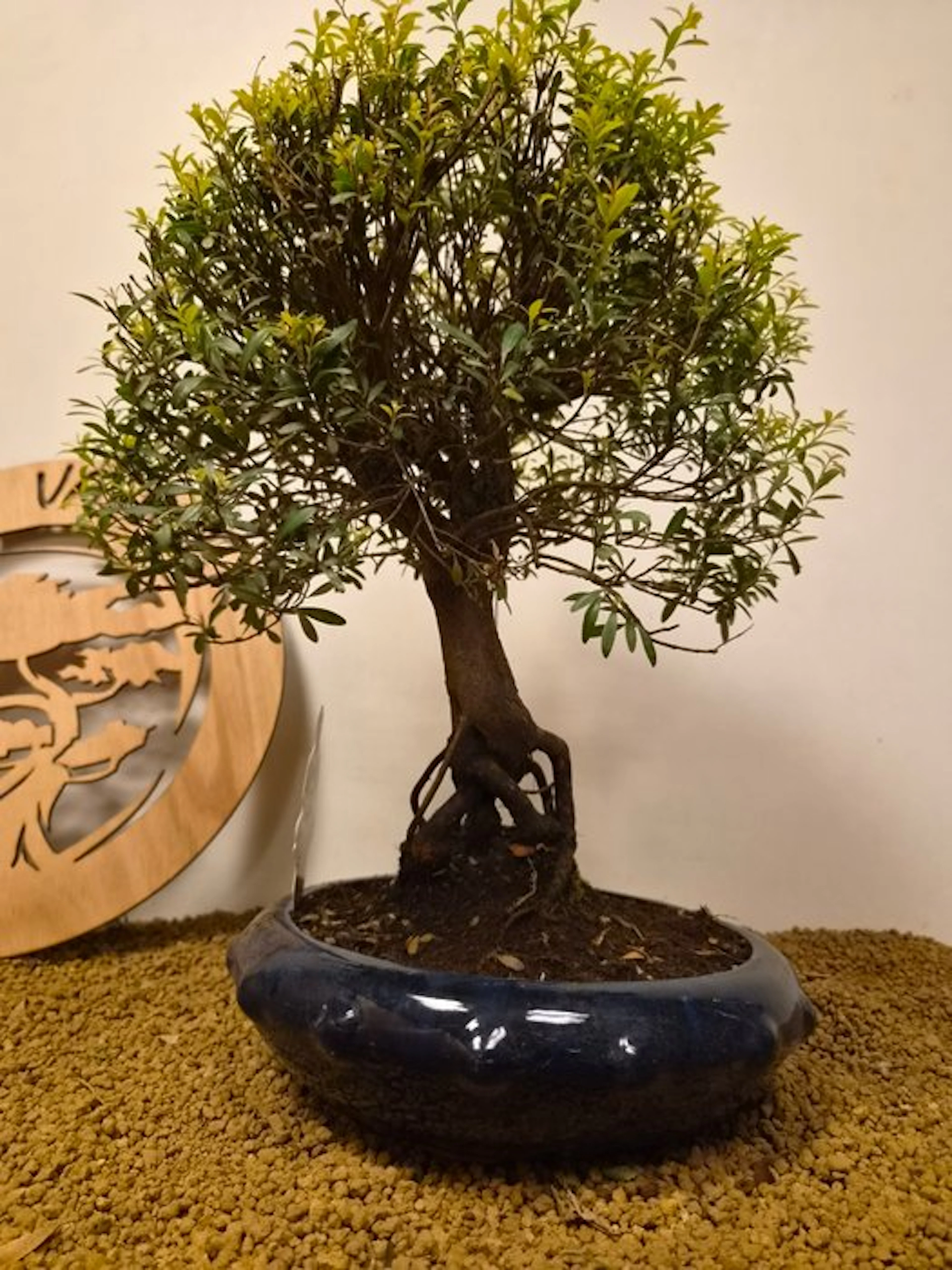 syzygium - Height (Tree): 43 cm - Depth (Tree): 31 cm - Belgium