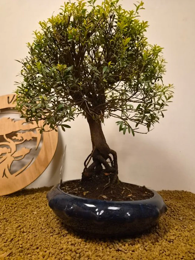 syzygium - Height (Tree): 43 cm - Depth (Tree): 31 cm - Belgium