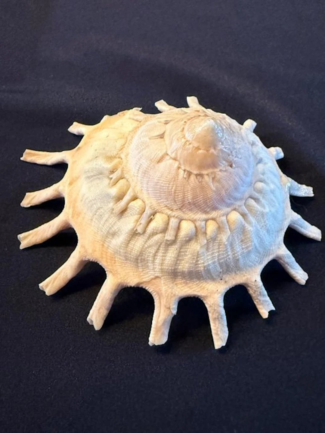 Sea Snail Sea shell - Stella Solaris (No reserve price)