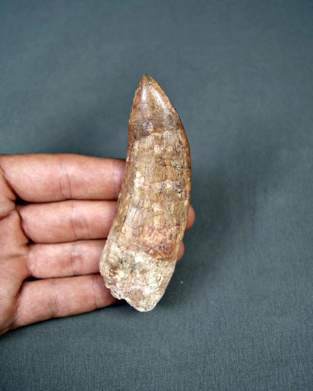 Dinosaur - Fossil tooth - Carcharodontosaurus saharicus - 10.8 cm
