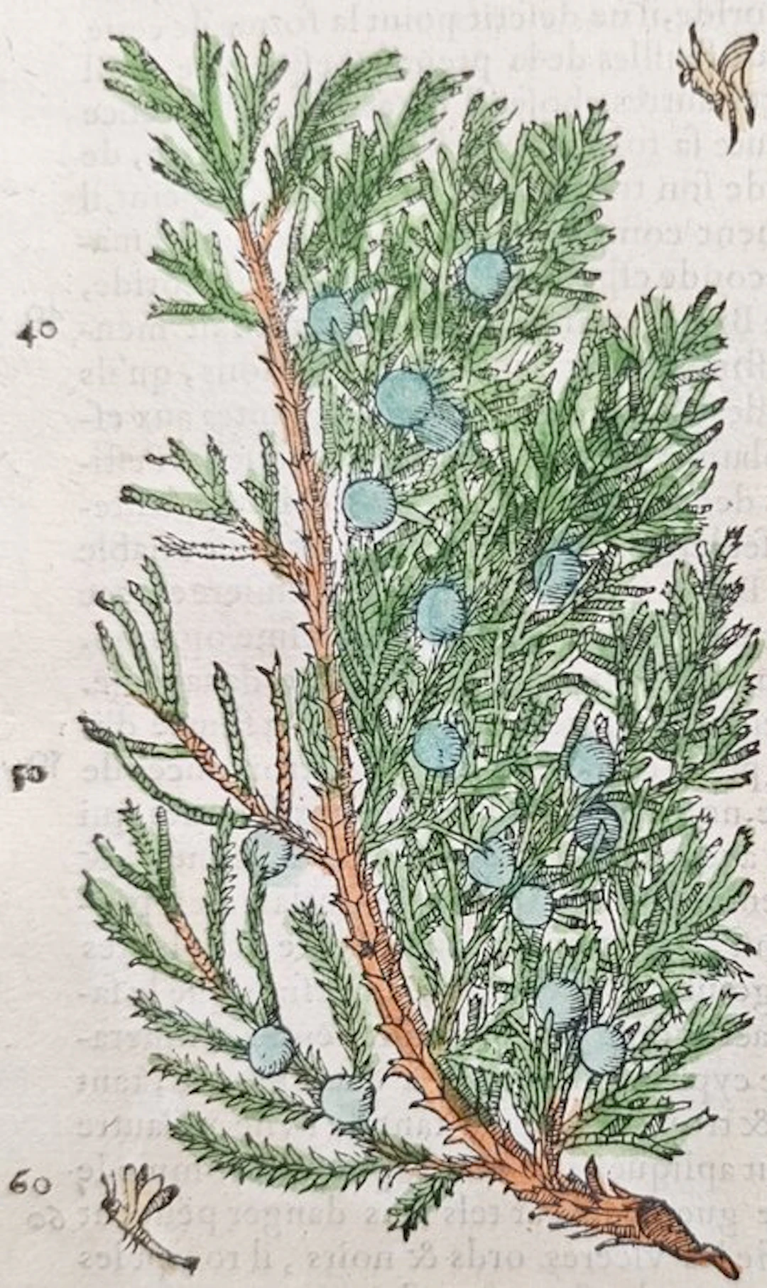 Pietro Andrea Mattioli (1501–1577) - Botanical Study of...