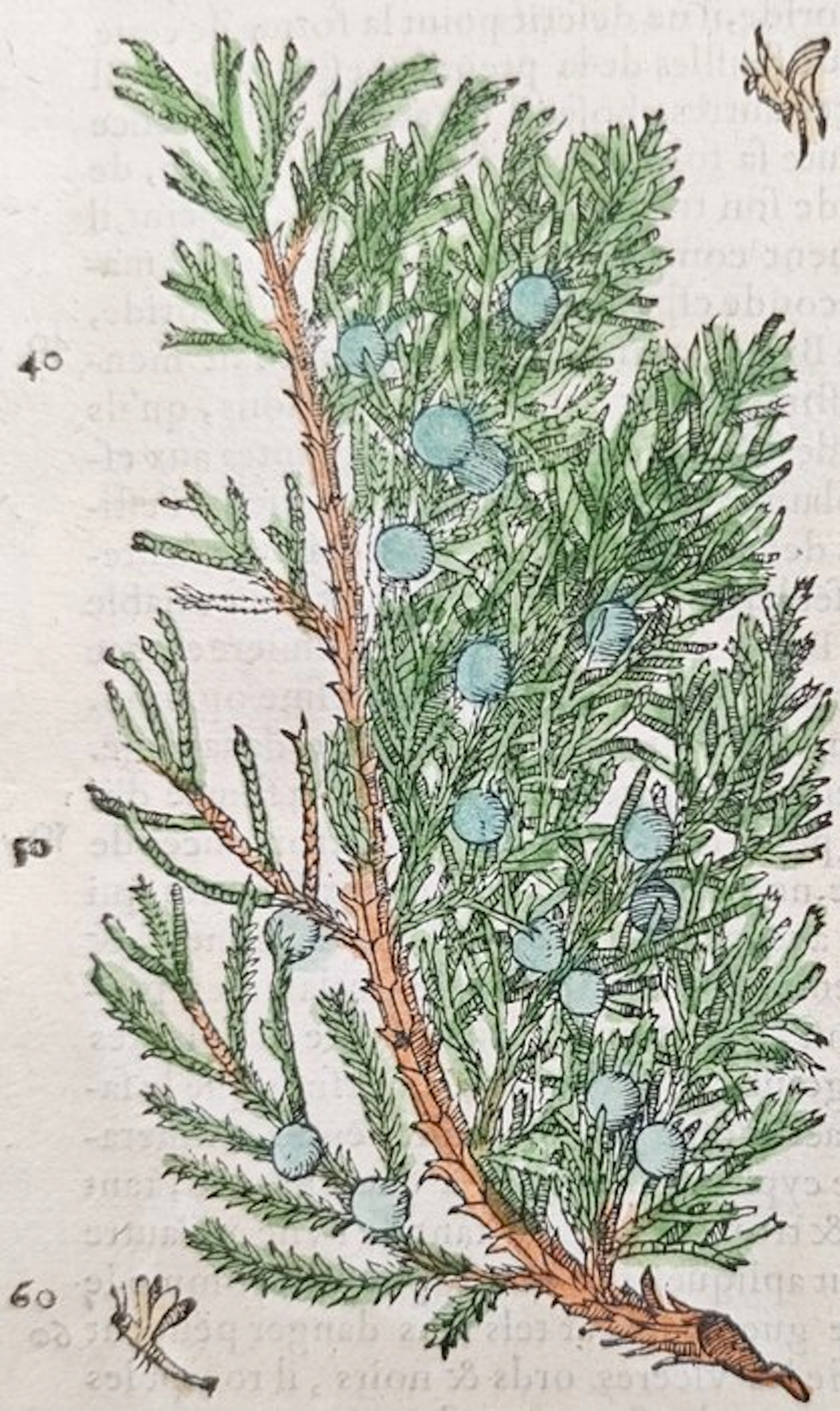 Pietro Andrea Mattioli (1501–1577) - Botanical Study of...