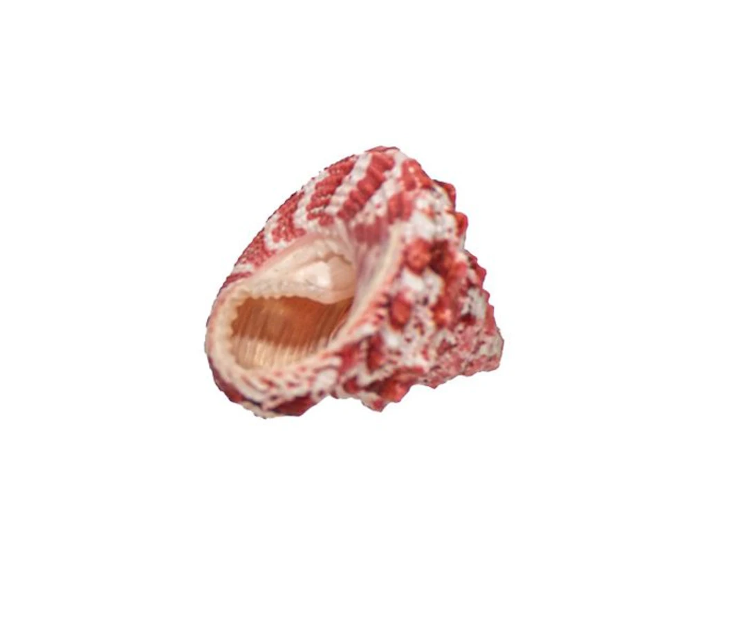 Trochus sacellum – 23 mm – Perfect GEM quality from...