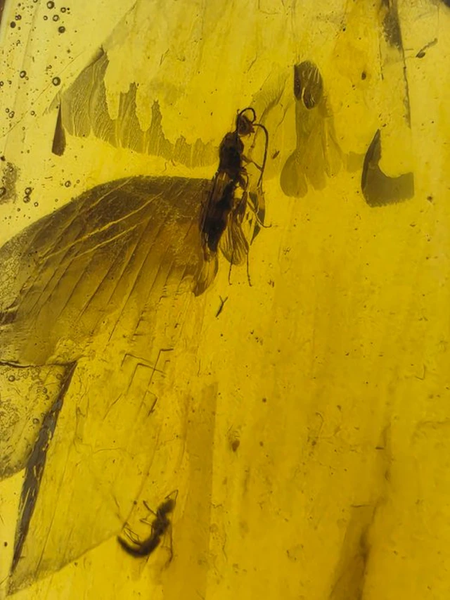 Burmese amber - Amber - Burmese Amber with a Winged Insect Inclusion — approx