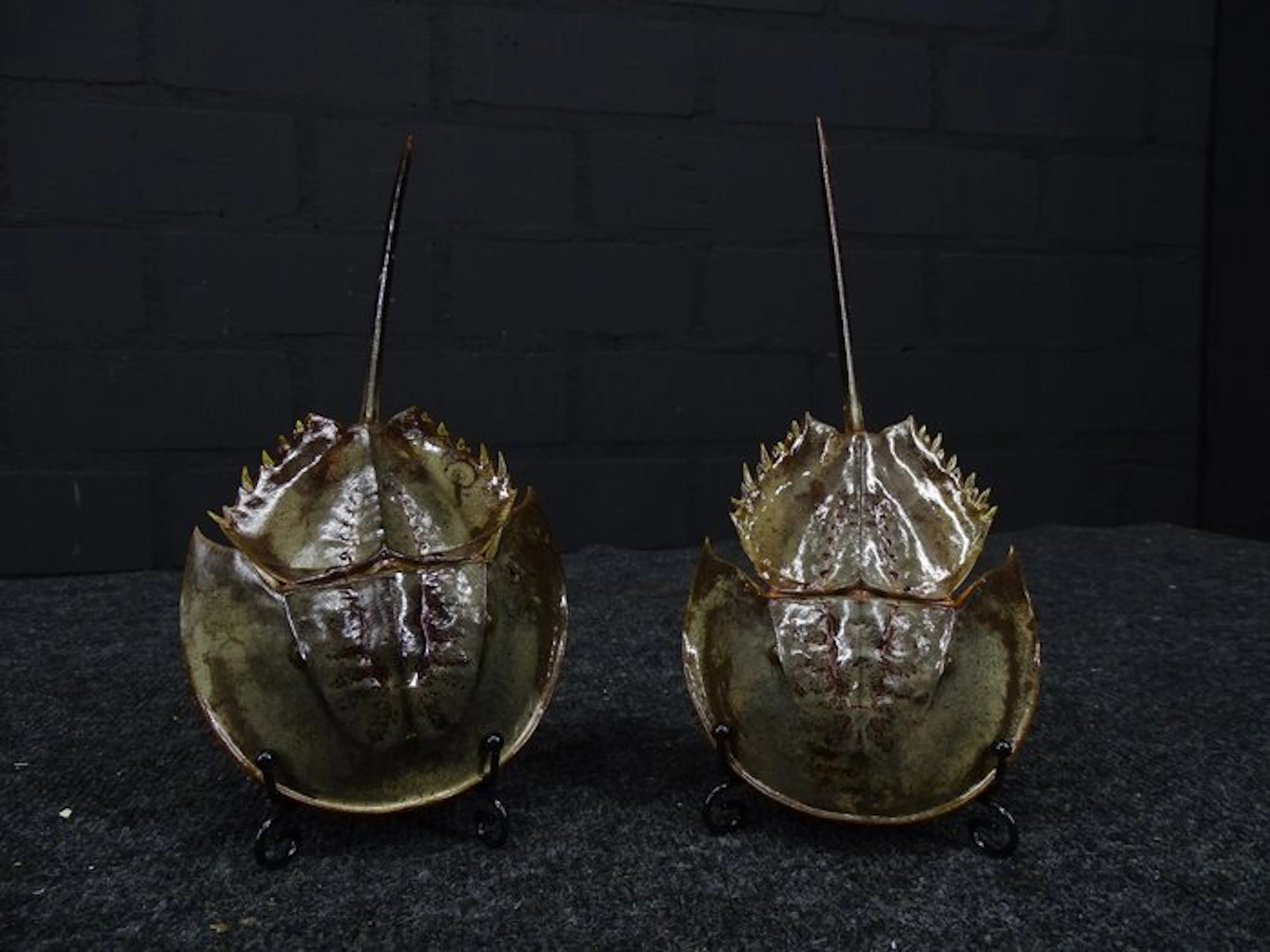 Horseshoe Crab Taxidermy full body mount - crabus crabus...