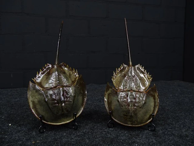 Horseshoe Crab Taxidermy full body mount - crabus crabus...