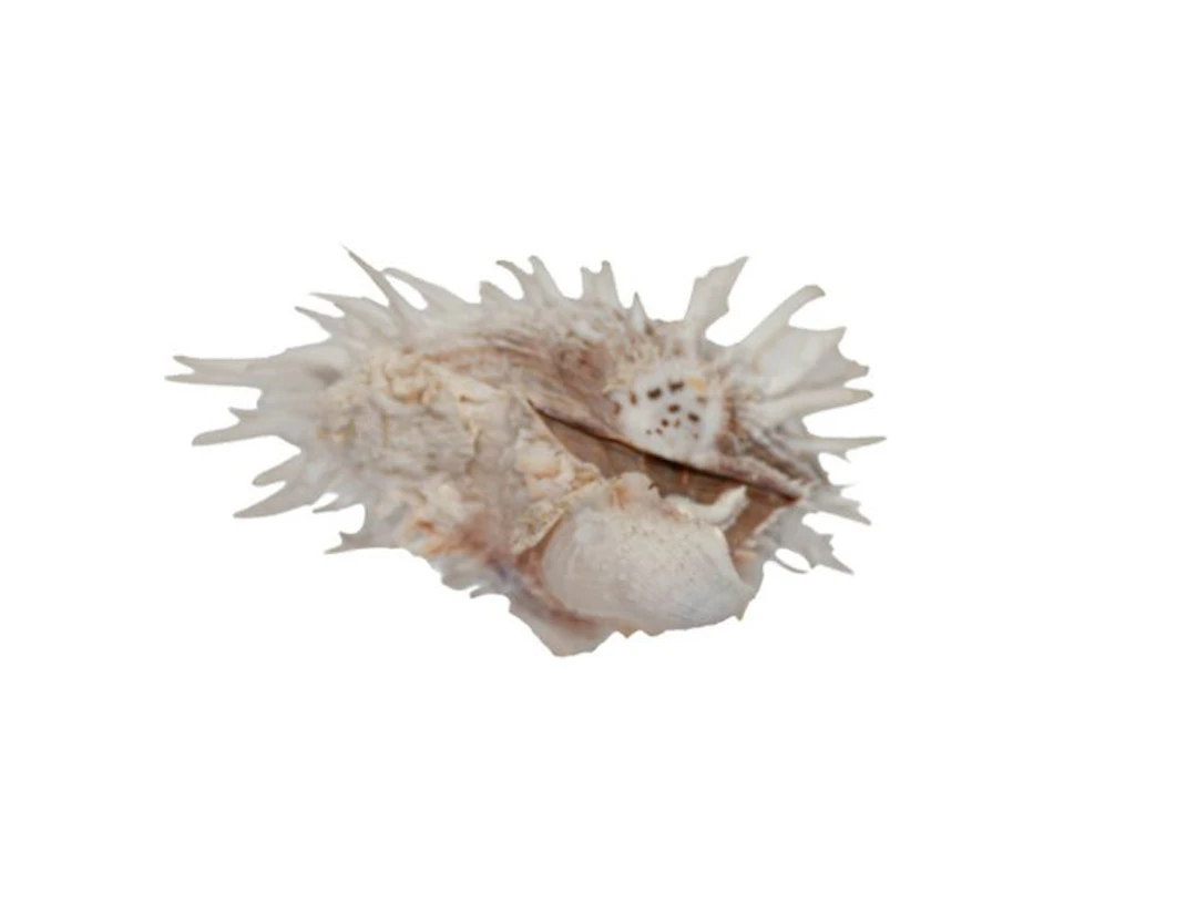 Rarity for collectors: White spiny oyster (Spondylus multimuricatus) – 110 mm