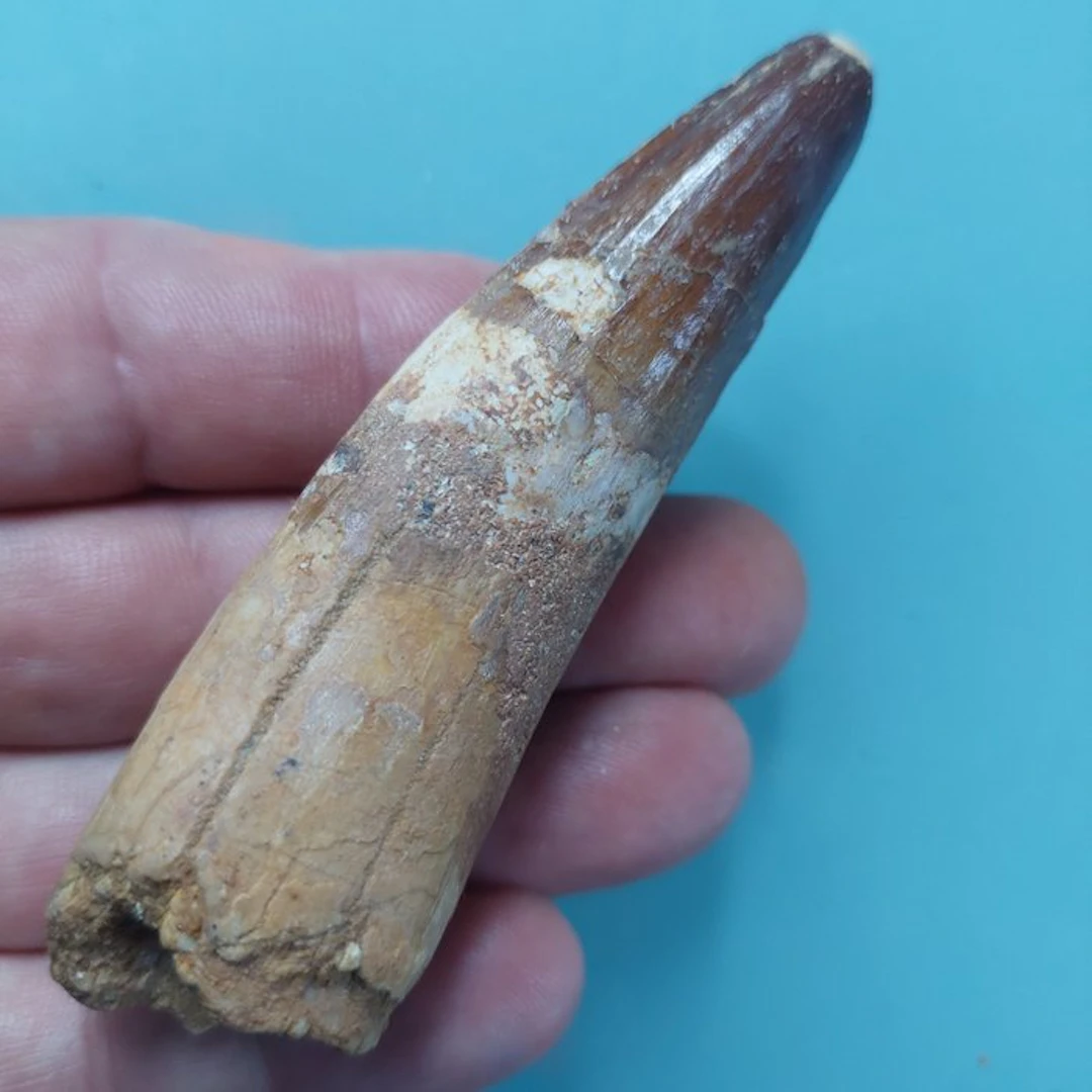 Spinosaur - Fossil tooth - 95 mm - 25 mm