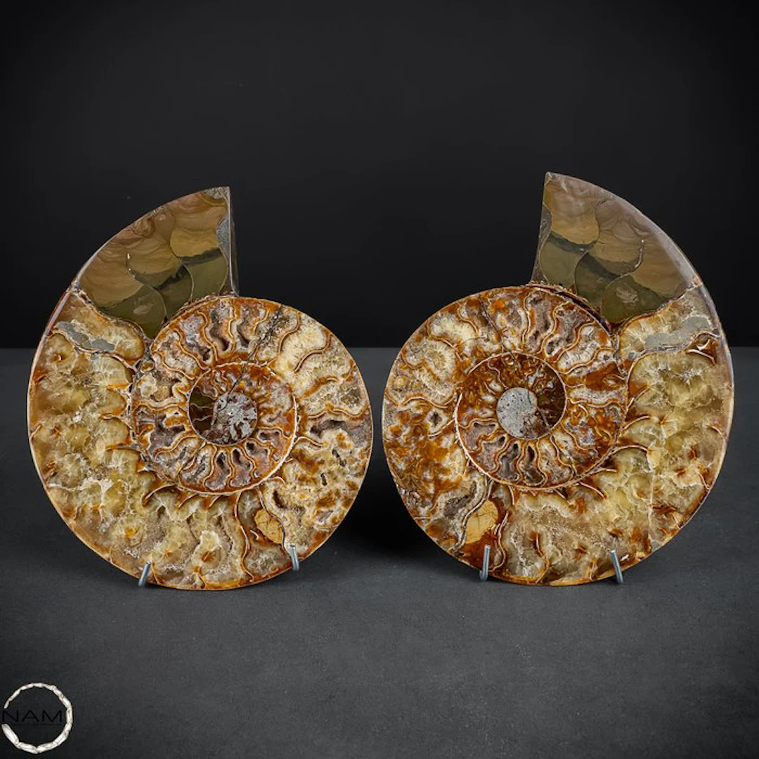 Beautiful ammonite slices – Timeless fossil art from the...