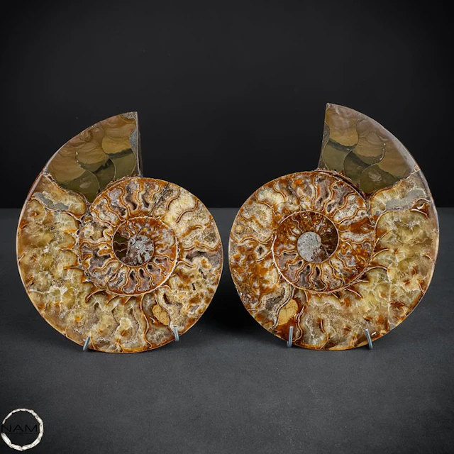 Beautiful ammonite slices – Timeless fossil art from the...