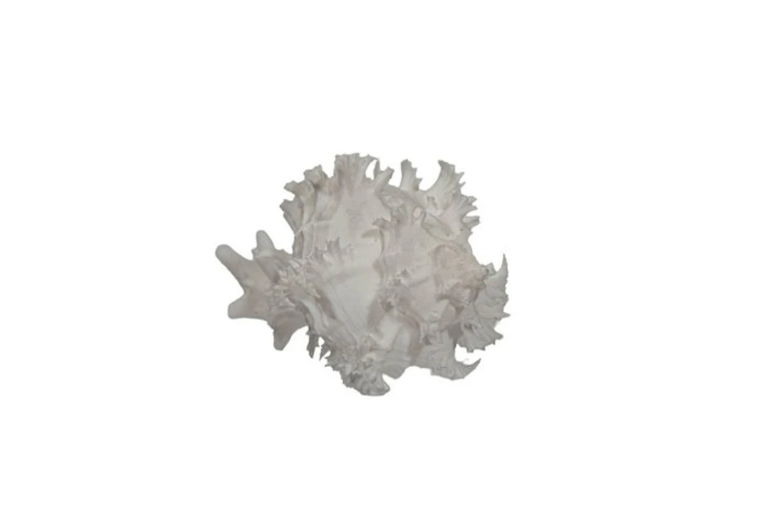 Rare albino Endivia snail: Hexaplex endivia f