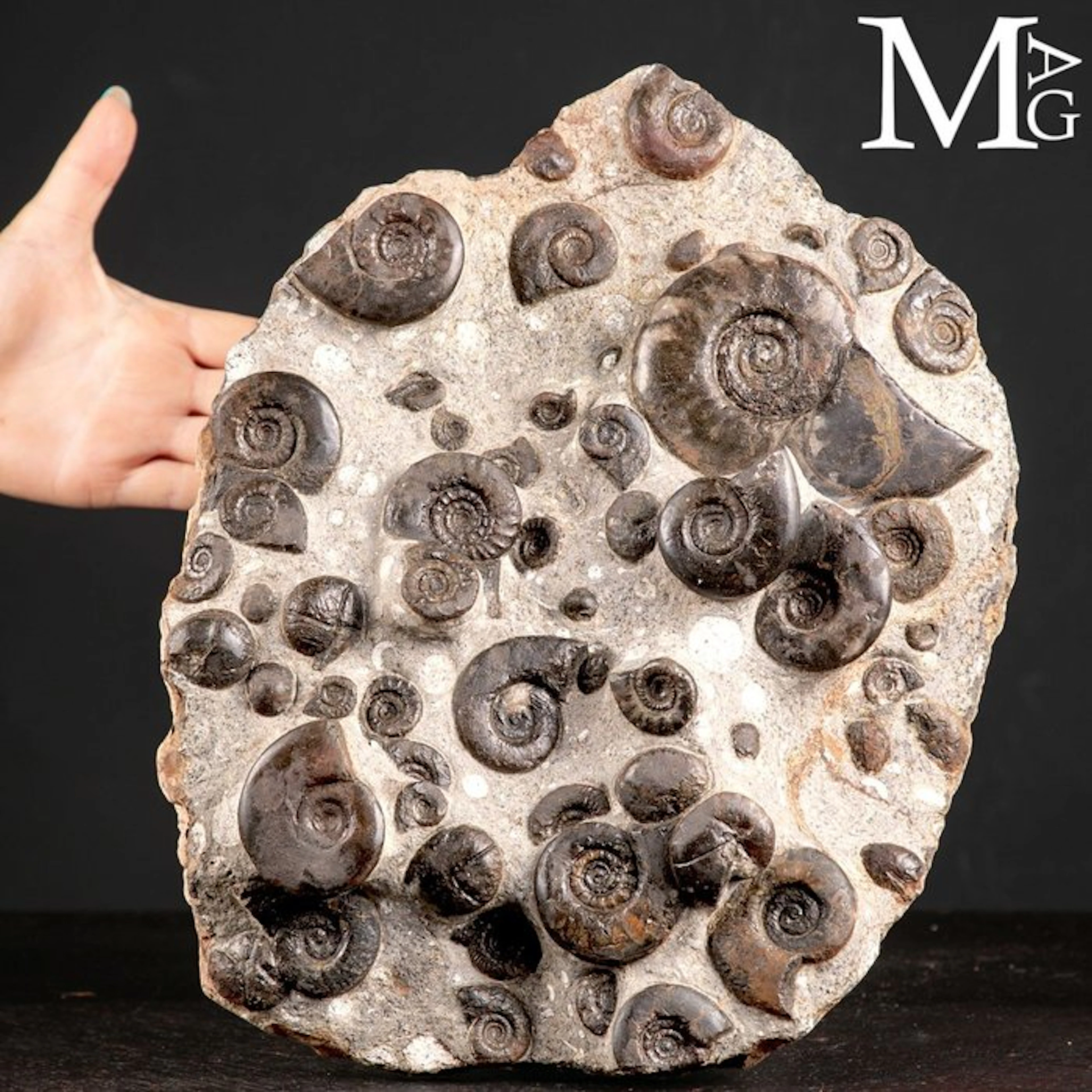 Exclusive Fossil Slab with Cheiloceras Subpartitum and...