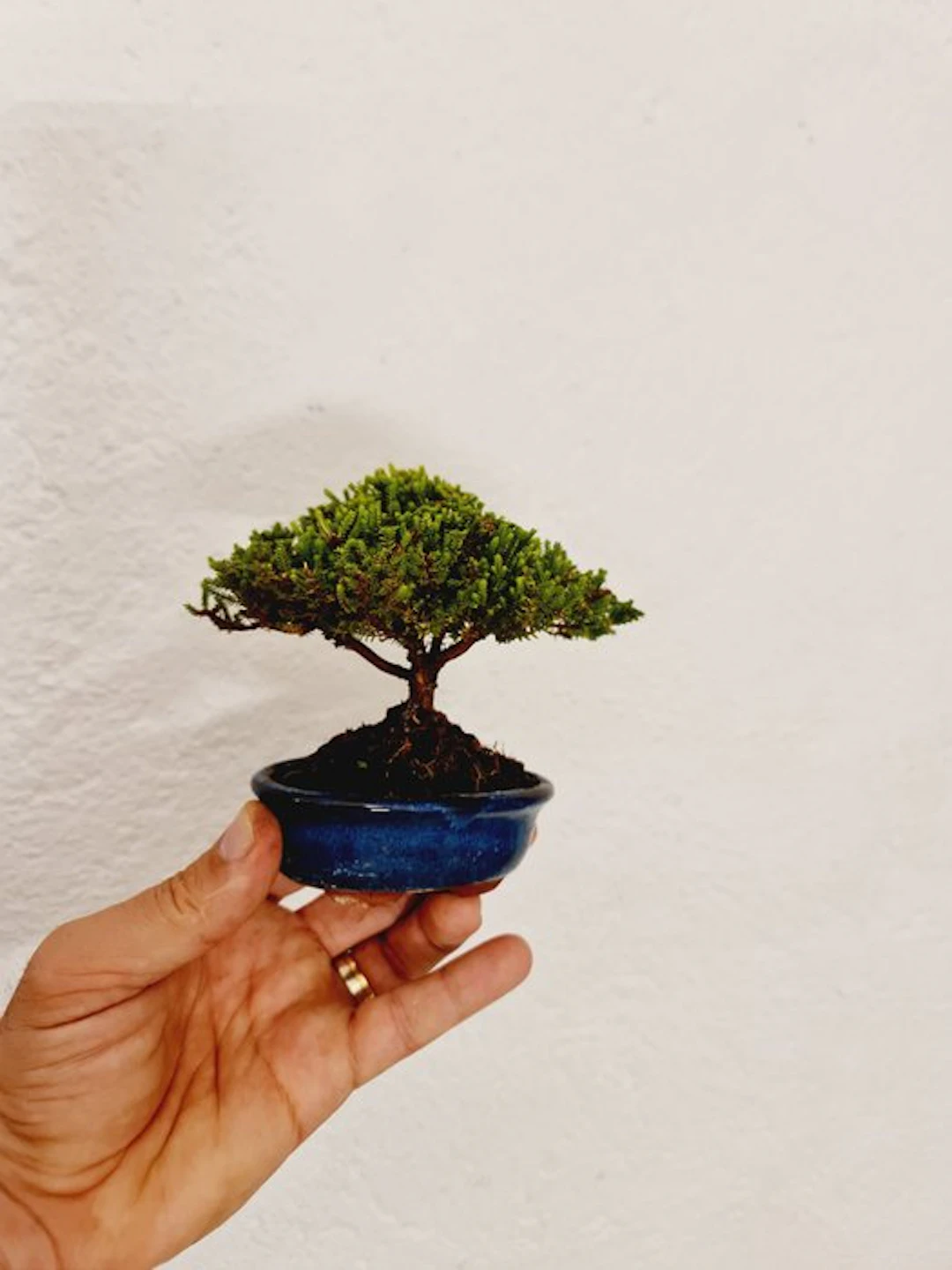 Heather - Height (Tree): 10 cm - Depth (Tree): 12 cm - Spain