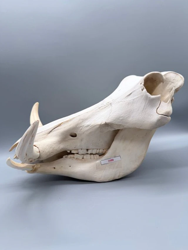 Warthog Mammal skull - Phacochoerus africanus - 21 cm...