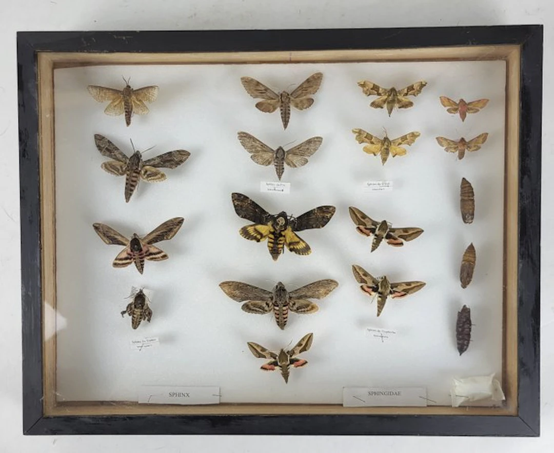 Butterfly Taxidermy full body mount - Sphingidae (Sphinx)...