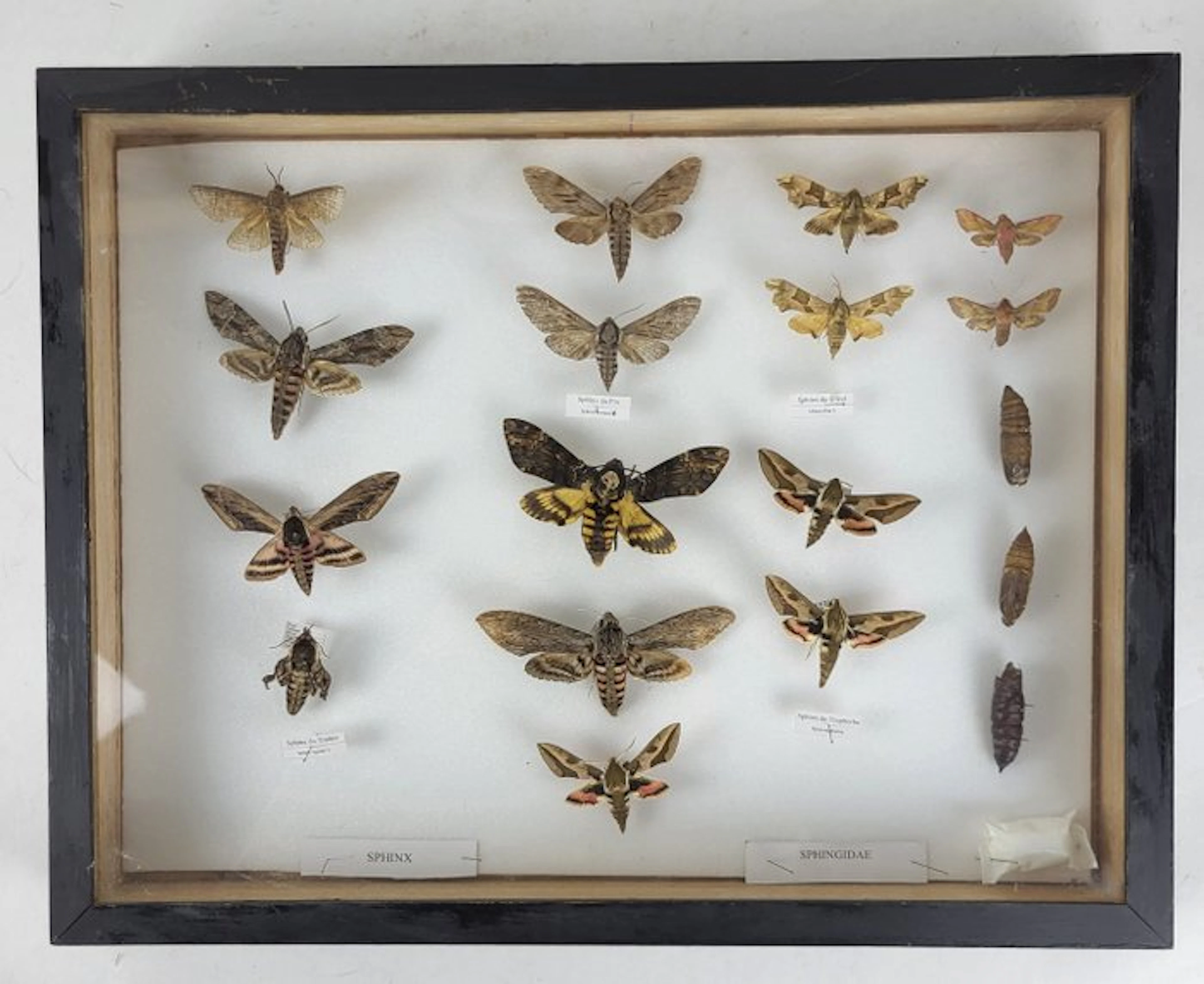 Butterfly Taxidermy full body mount - Sphingidae (Sphinx)...