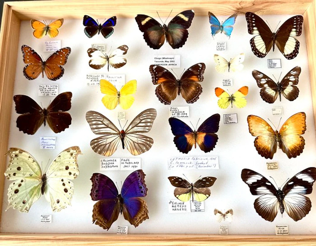Collection of 21 irreplaceable Nymphalidae from four...